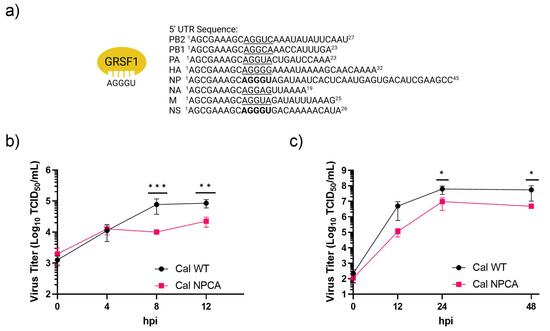 Functional Analysis of GRSF1 in the Nuclear Export and