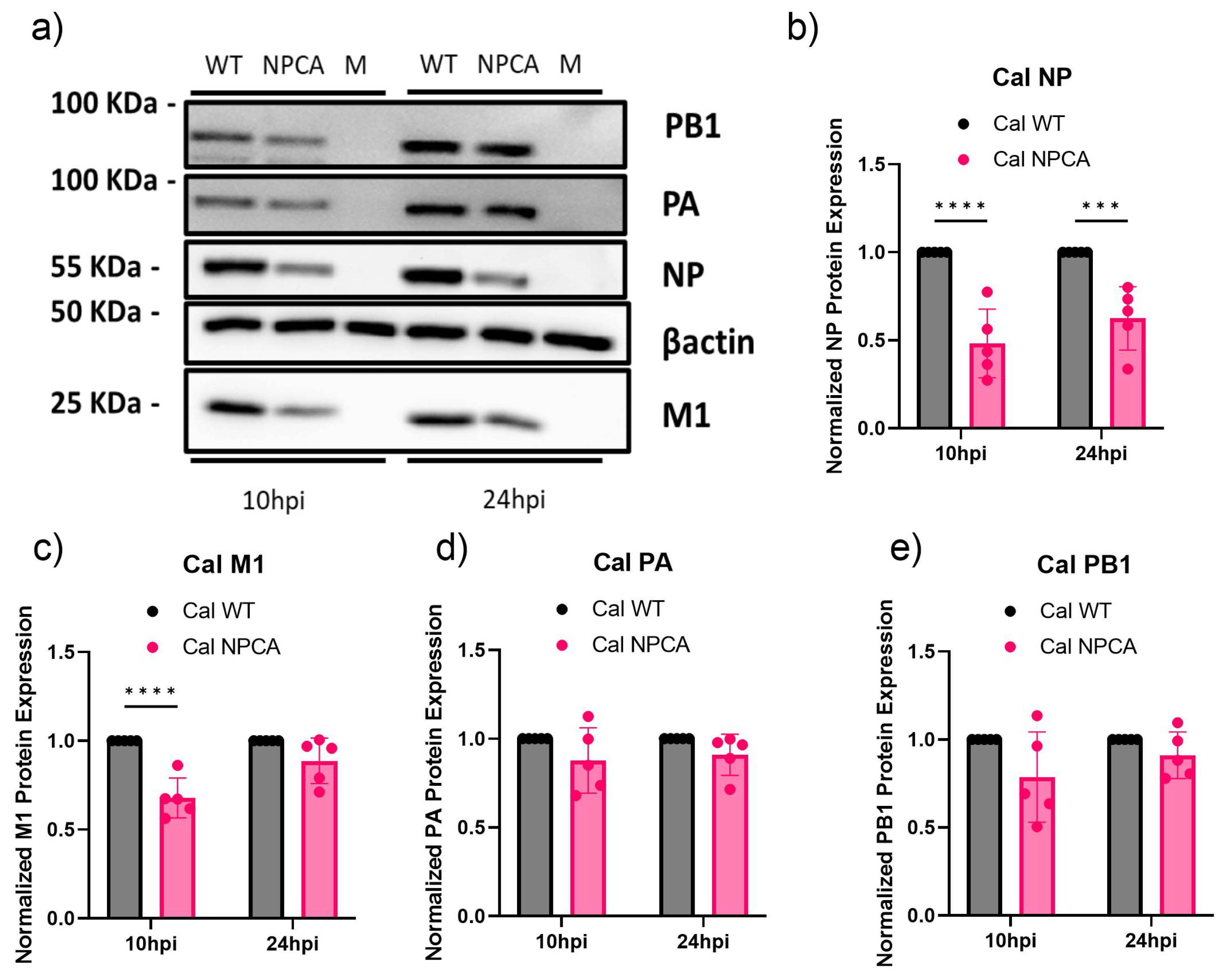 Viruses 16 01136 g002