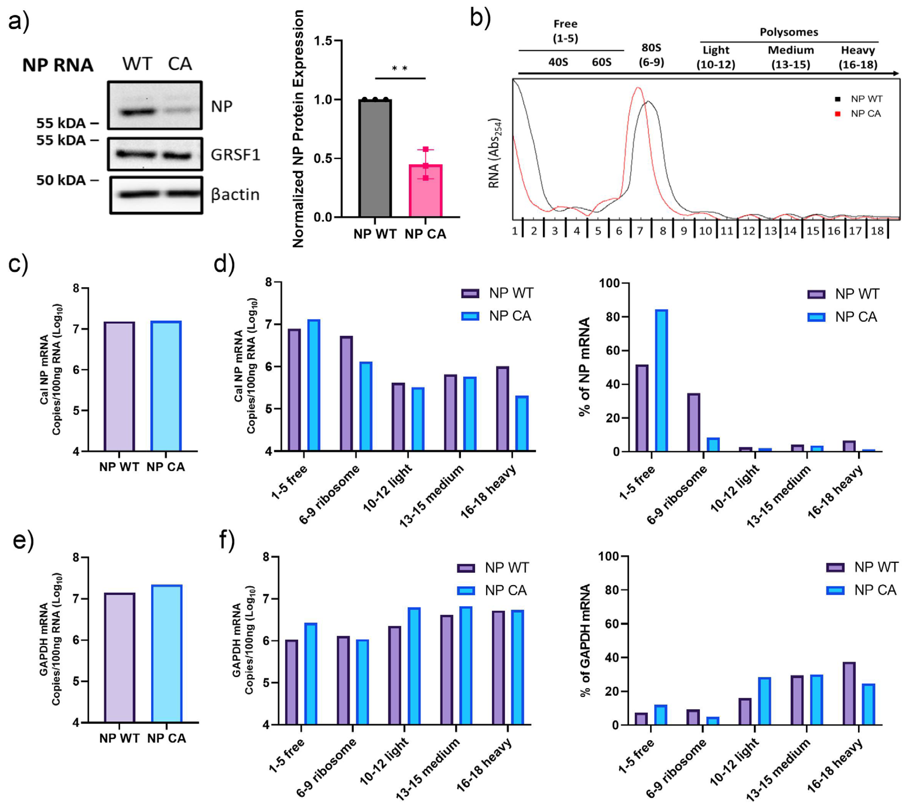 Viruses 16 01136 g005