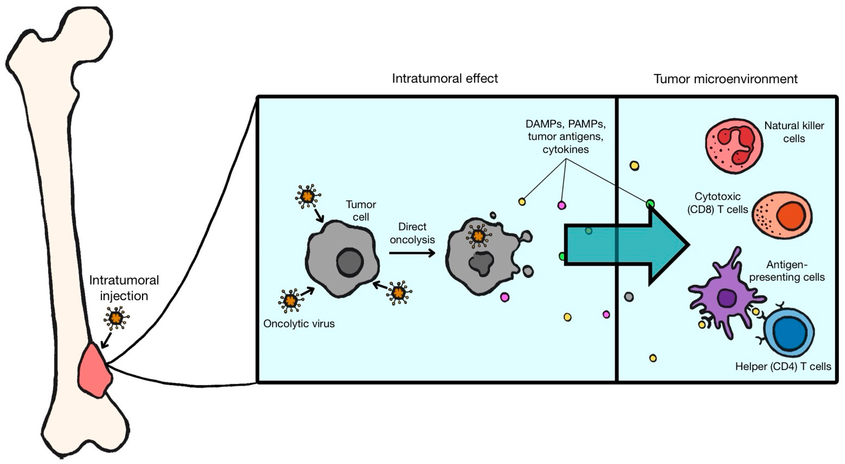 Viruses 16 01139 g001