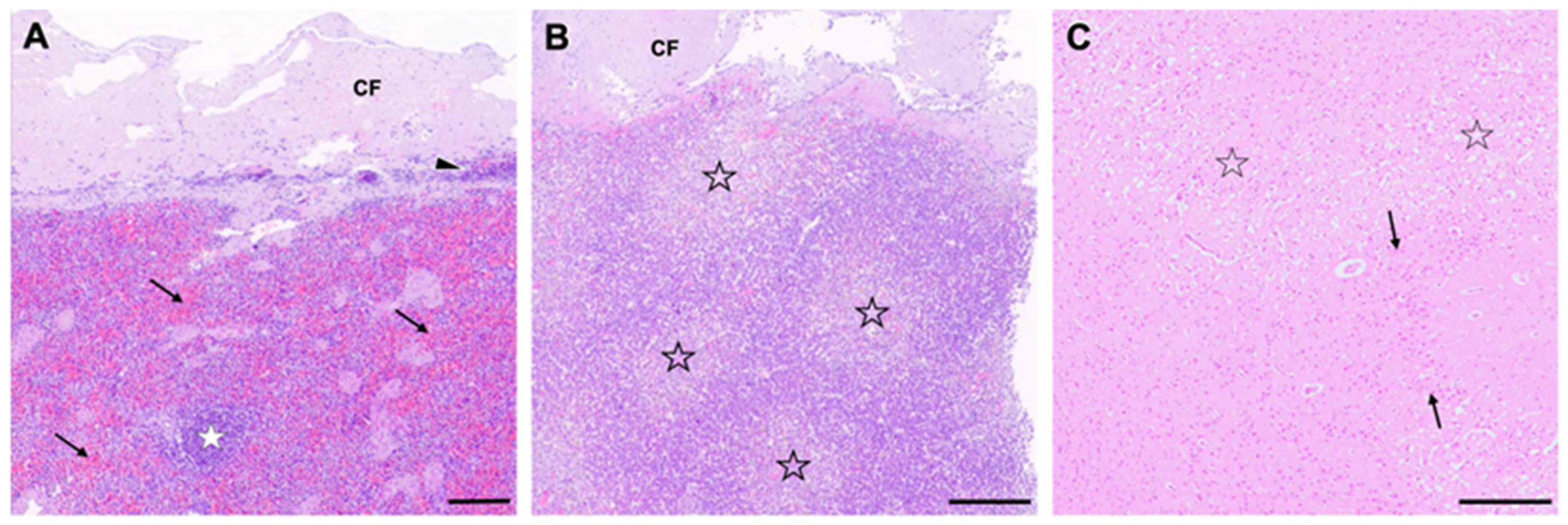 Viruses 16 01144 g007
