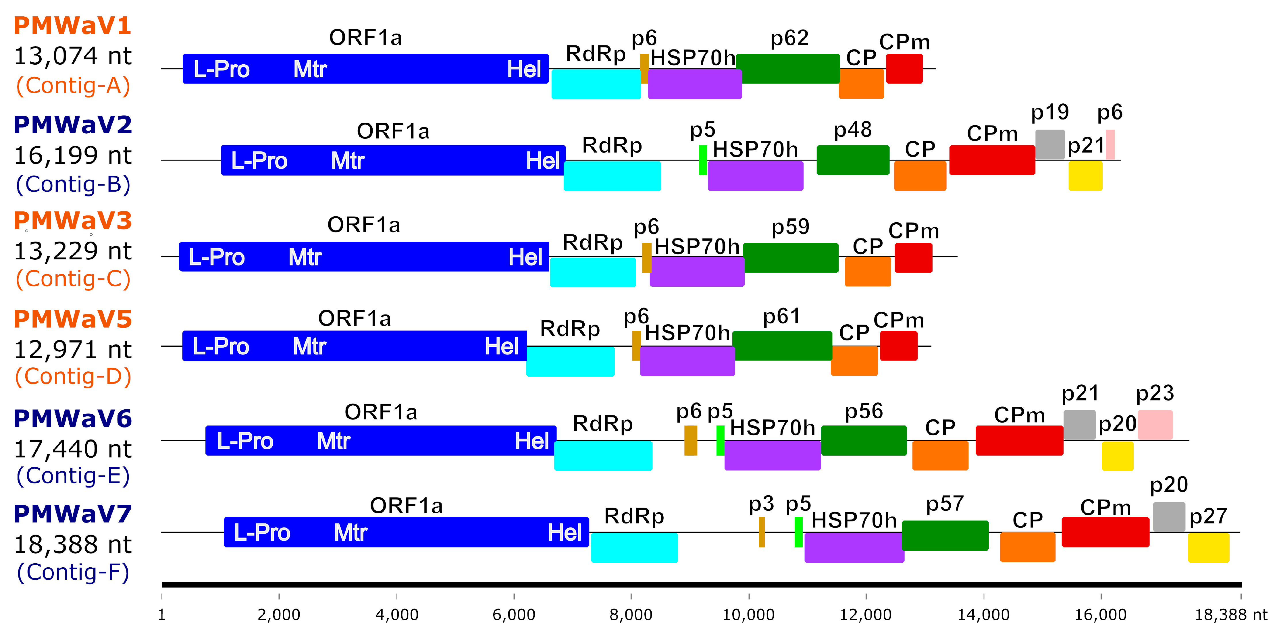 Viruses 16 01146 g001