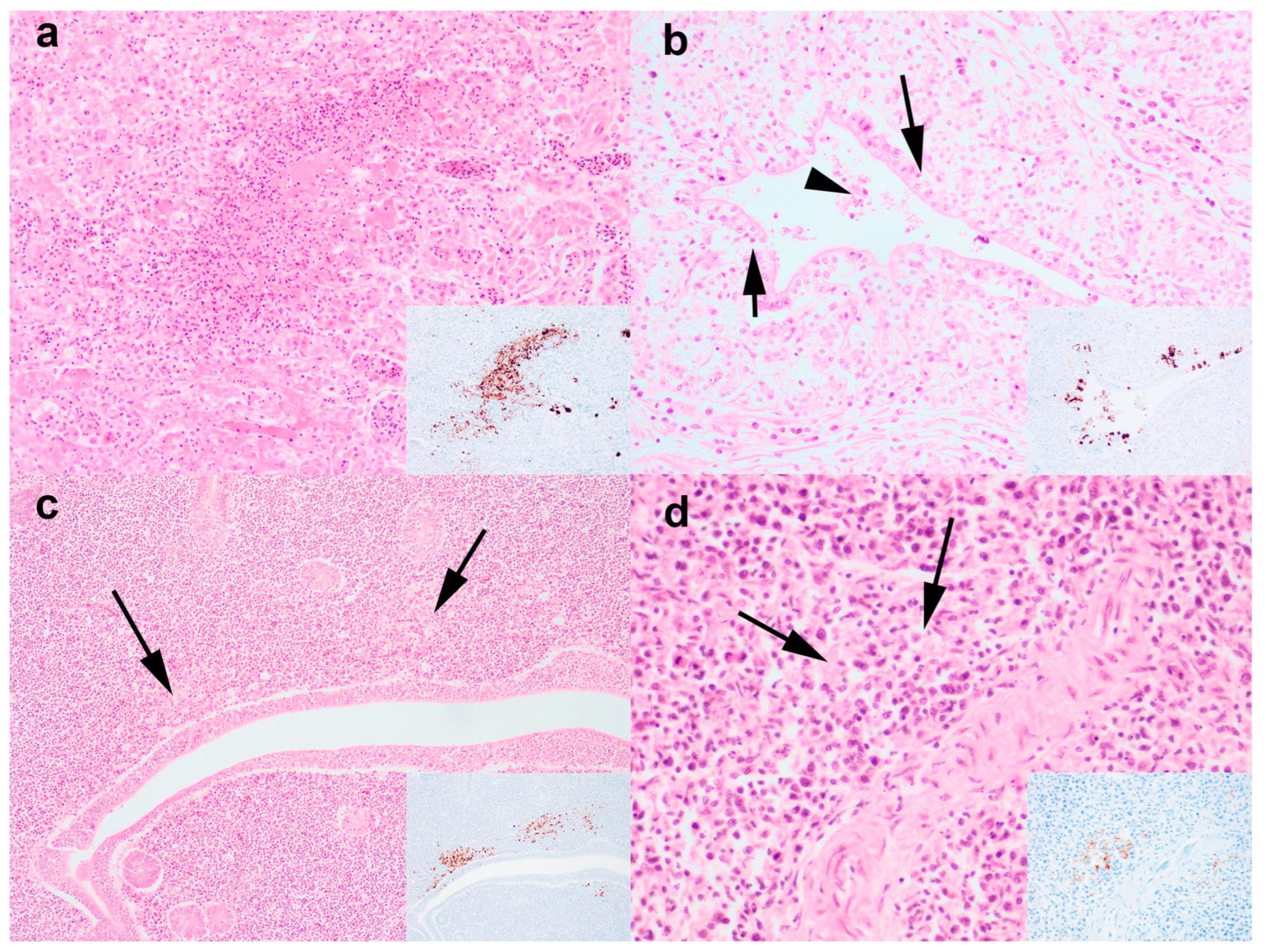 Viruses 16 01147 g002