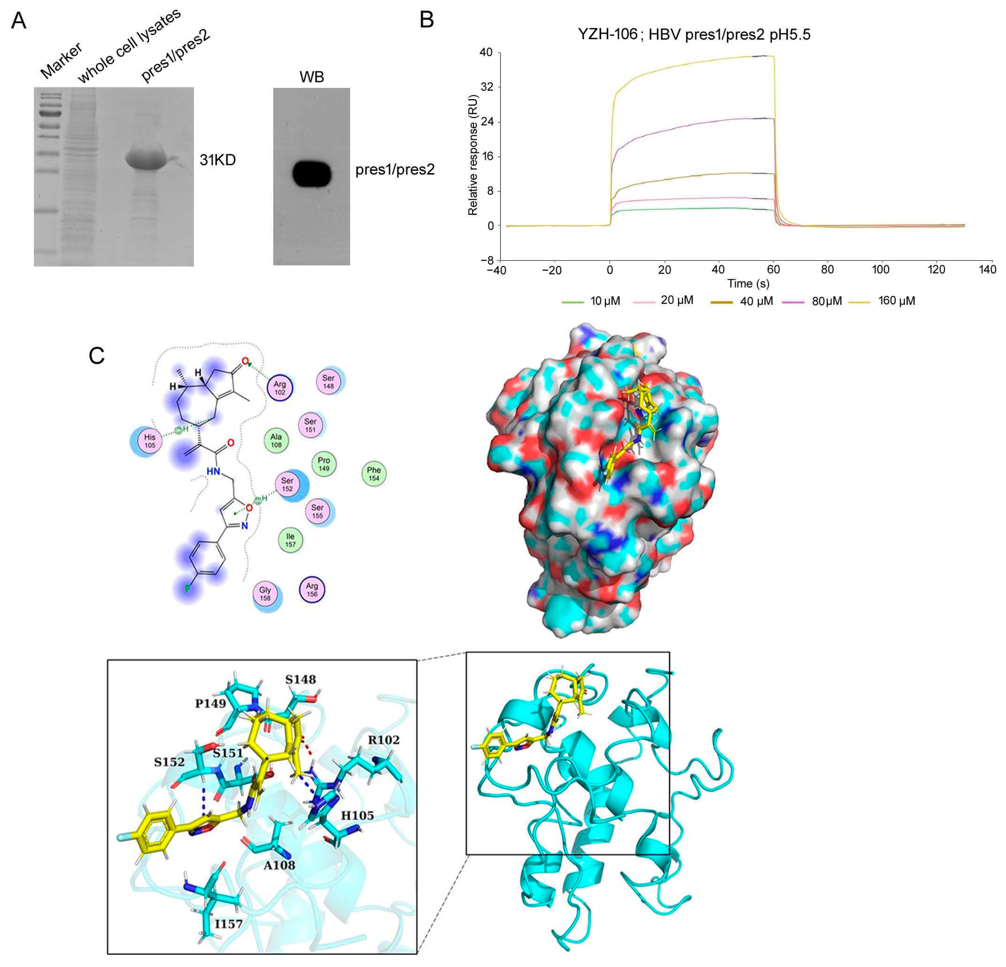 Viruses 16 01151 g004