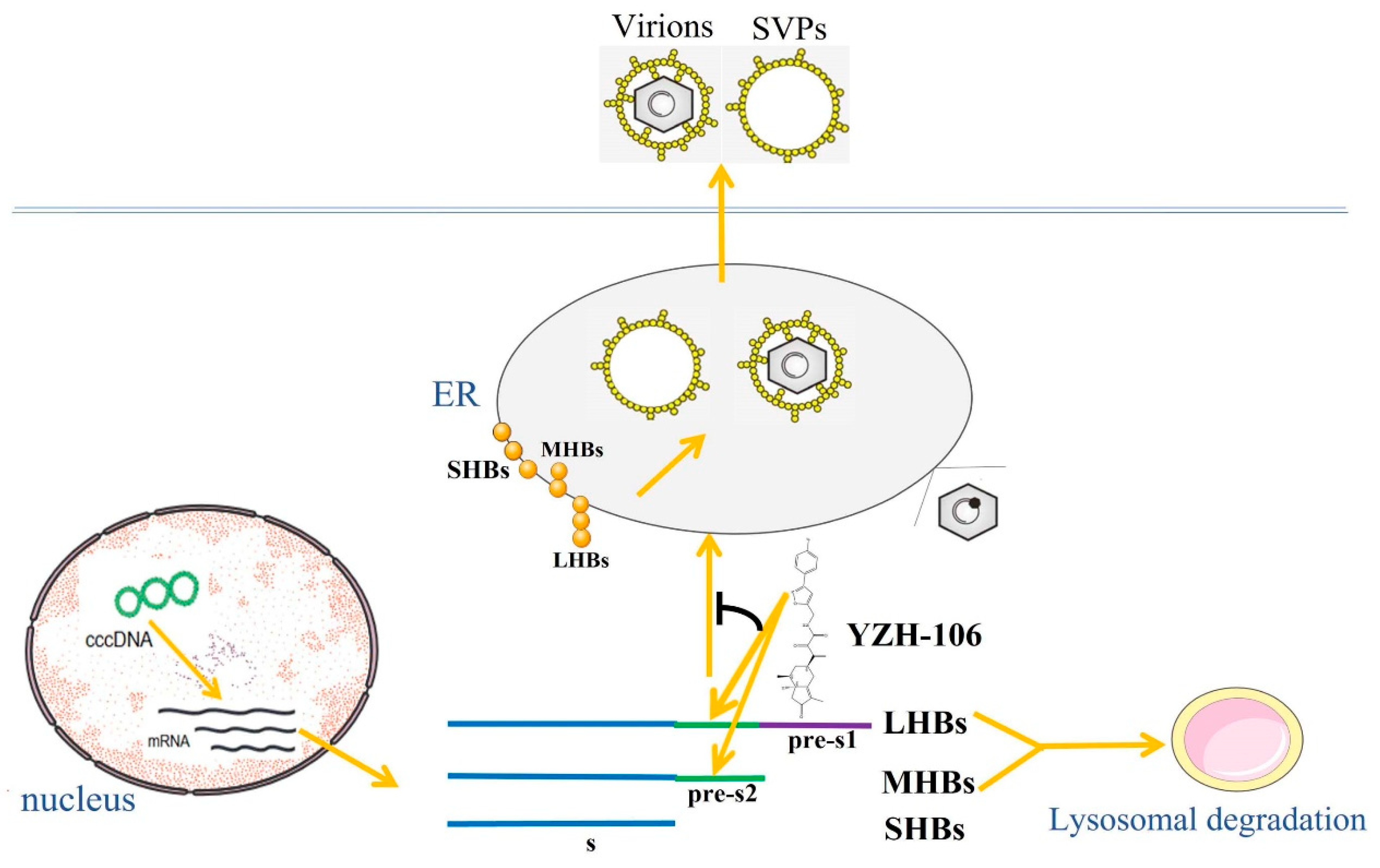 Viruses 16 01151 g005