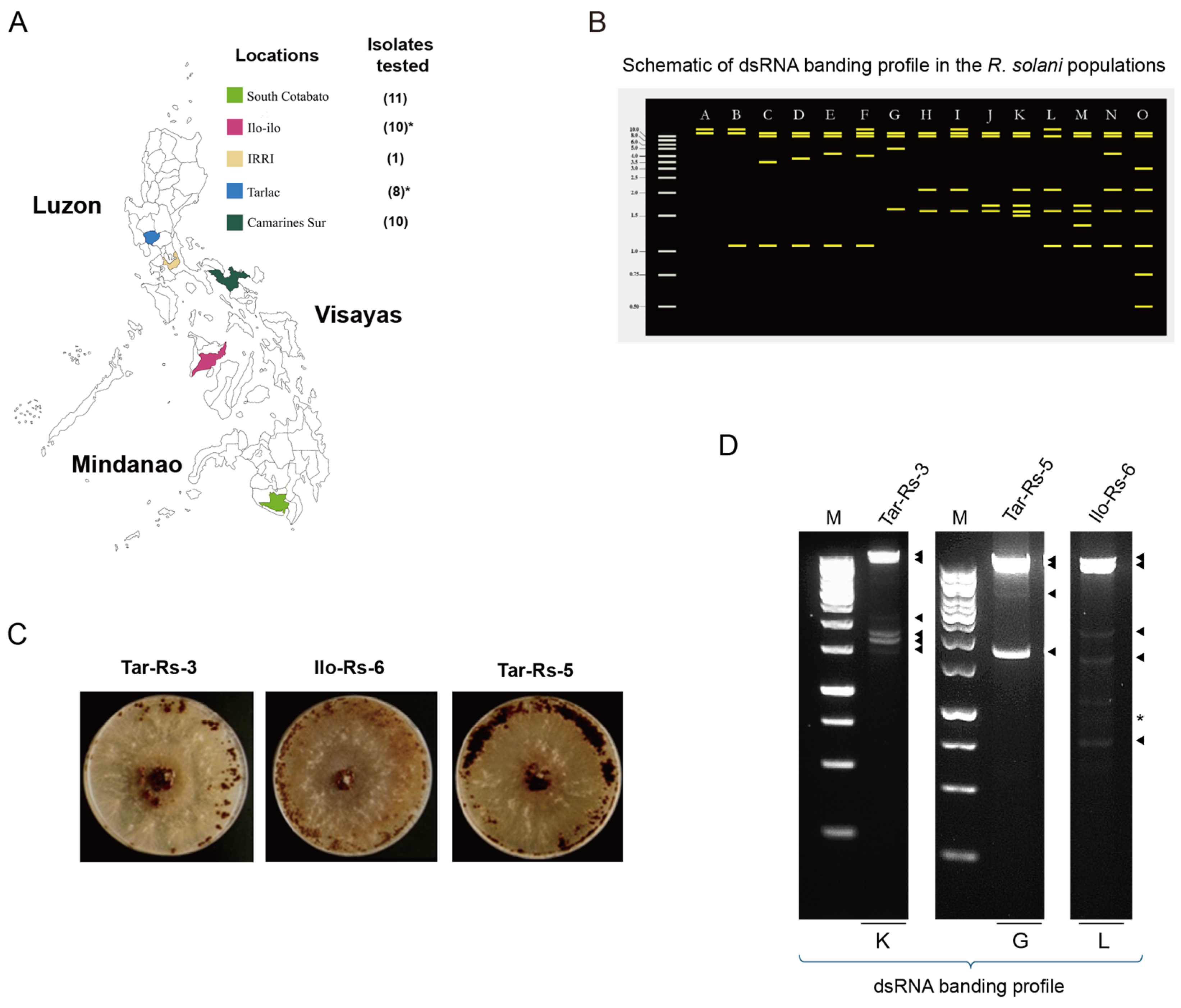 Viruses 16 01152 g001