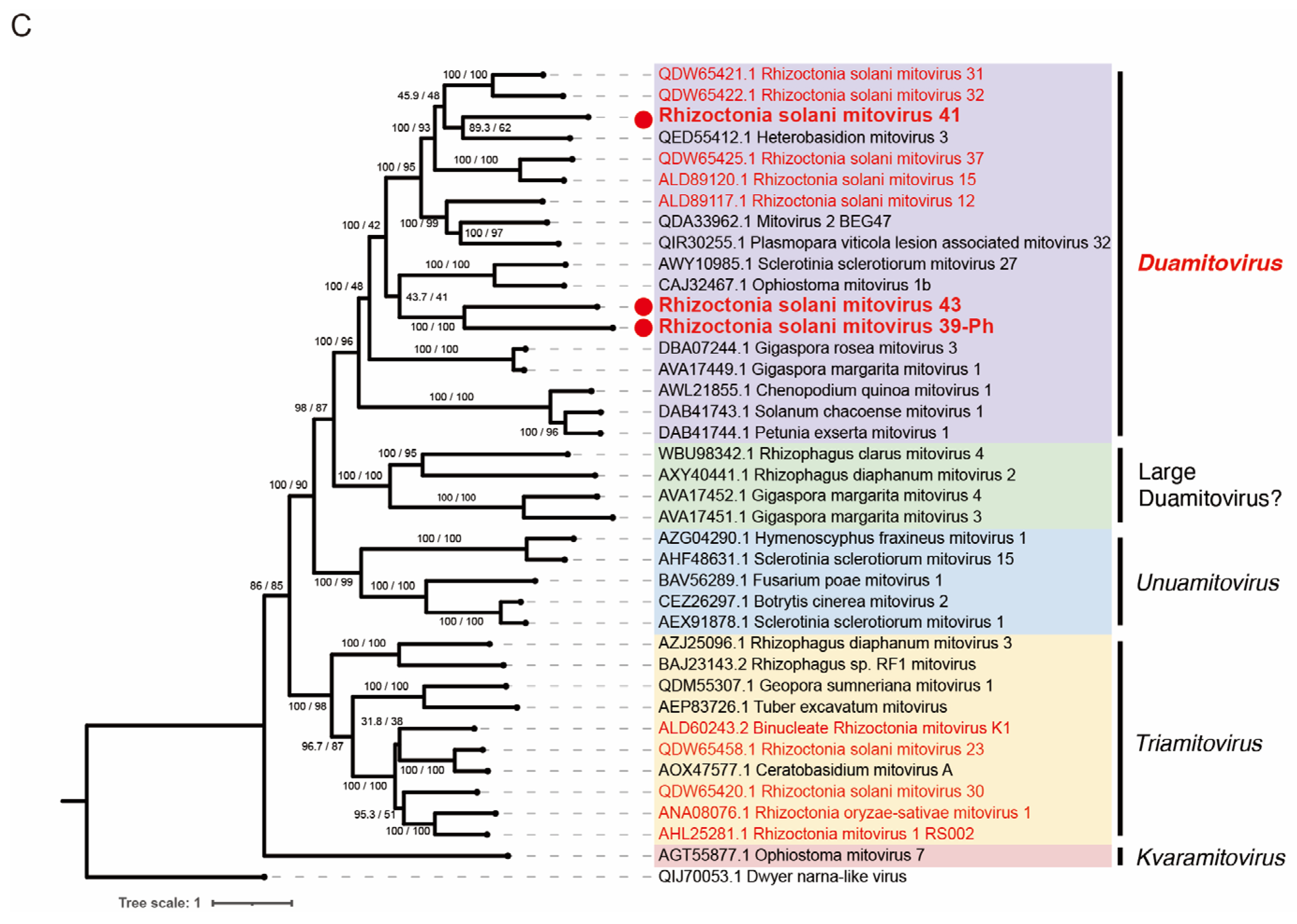 Viruses 16 01152 g007b