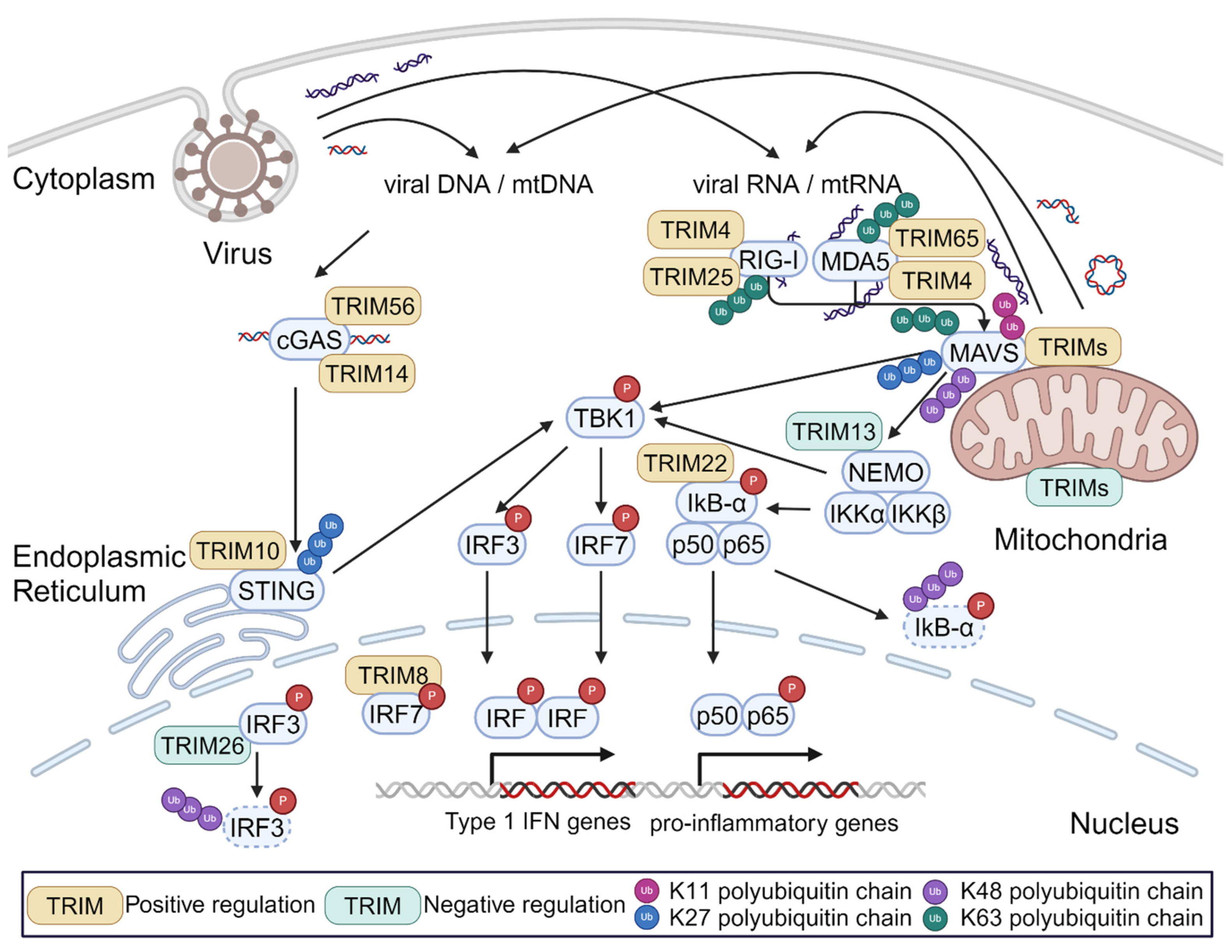 Viruses 16 01161 g001