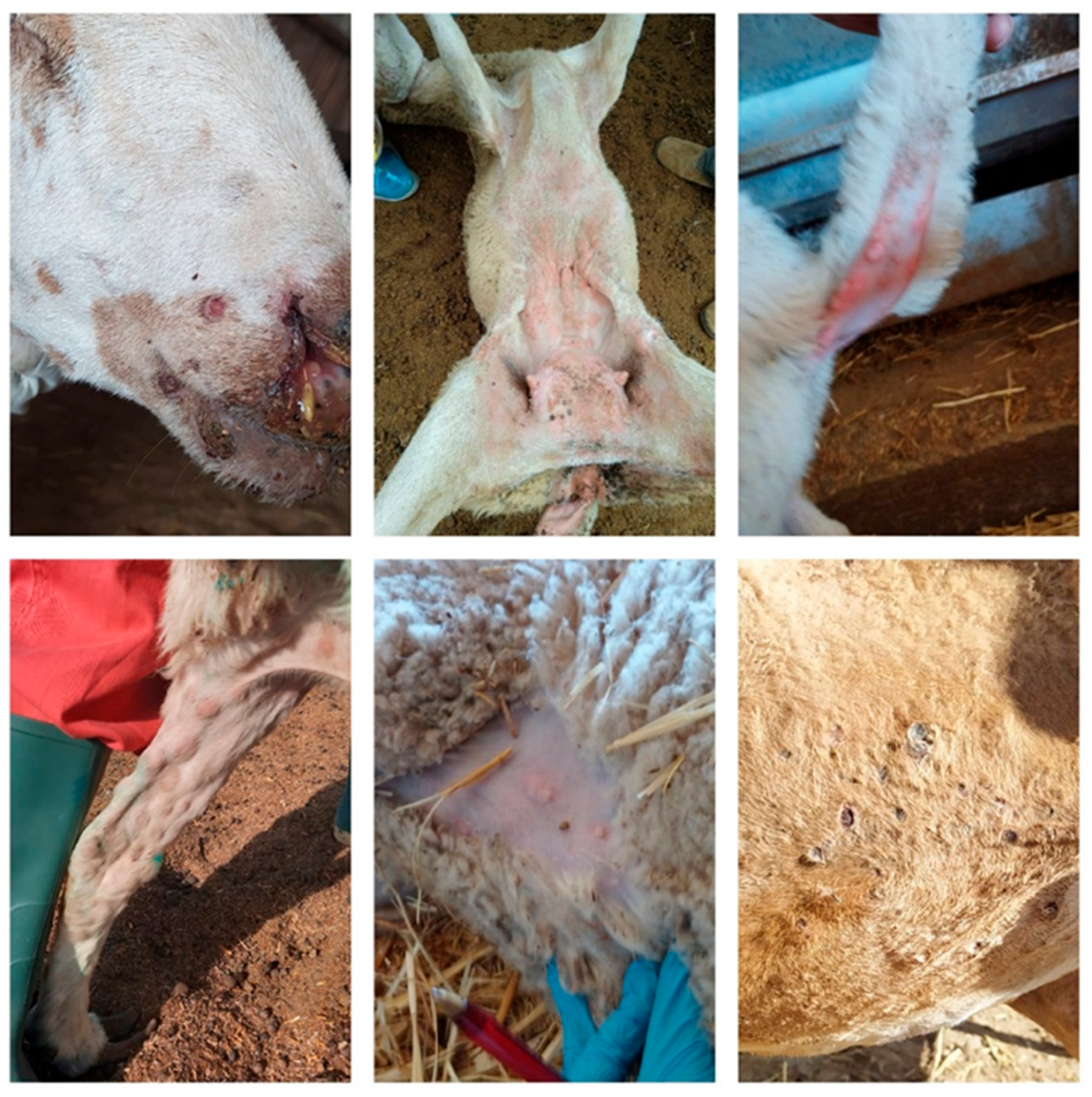 Viruses 16 01164 g006