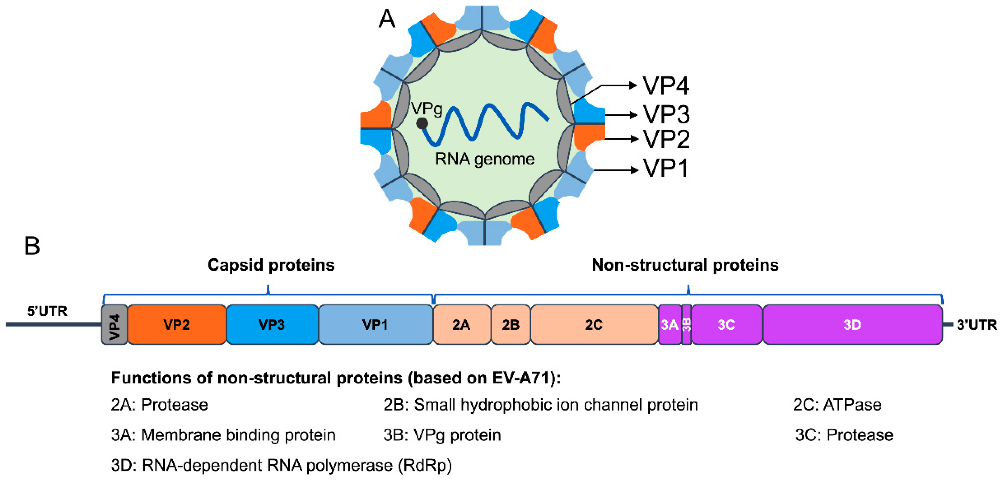 Epidemiology of Enterovirus Genotypes in Association with