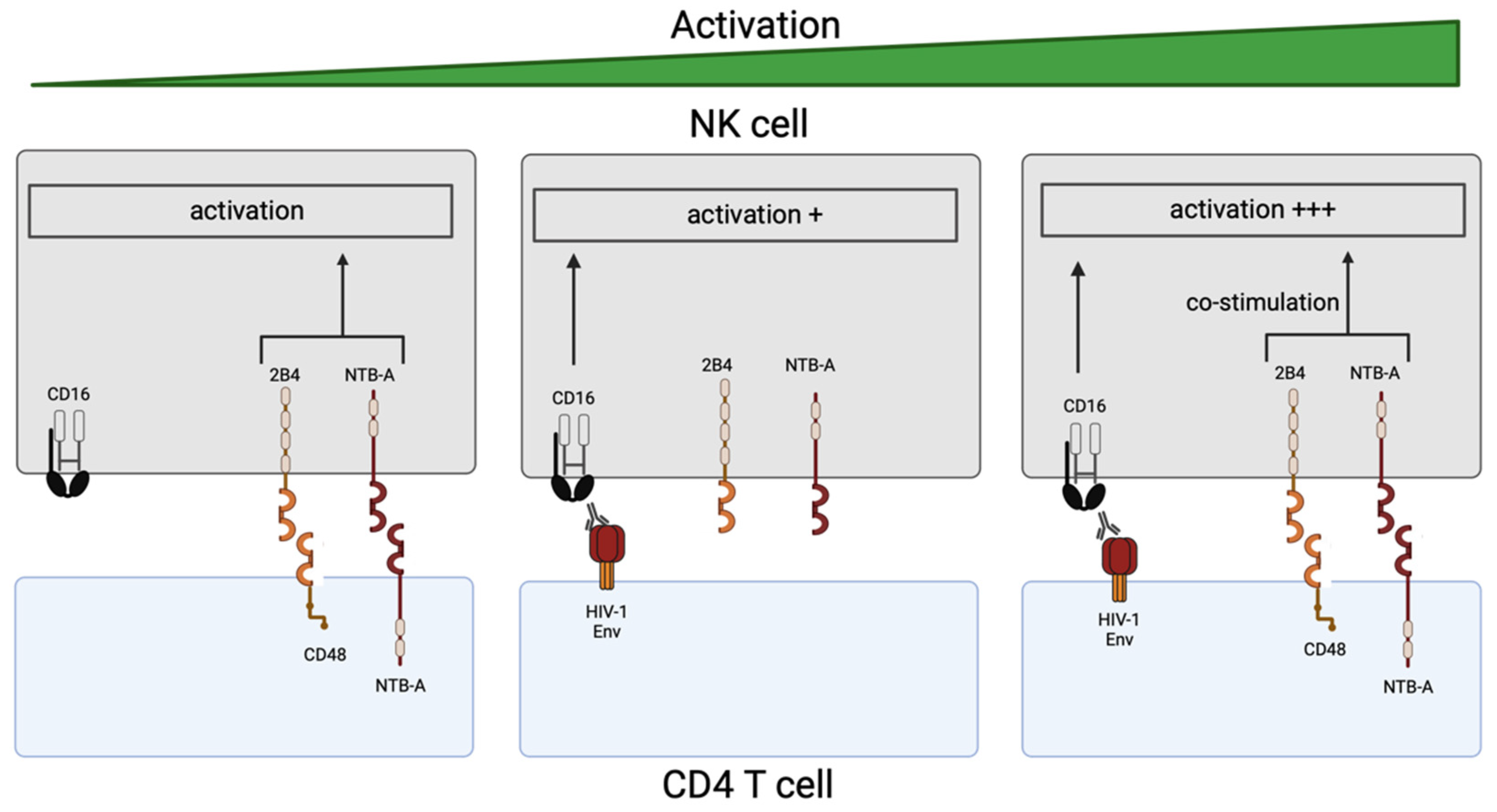Viruses 16 01167 g003