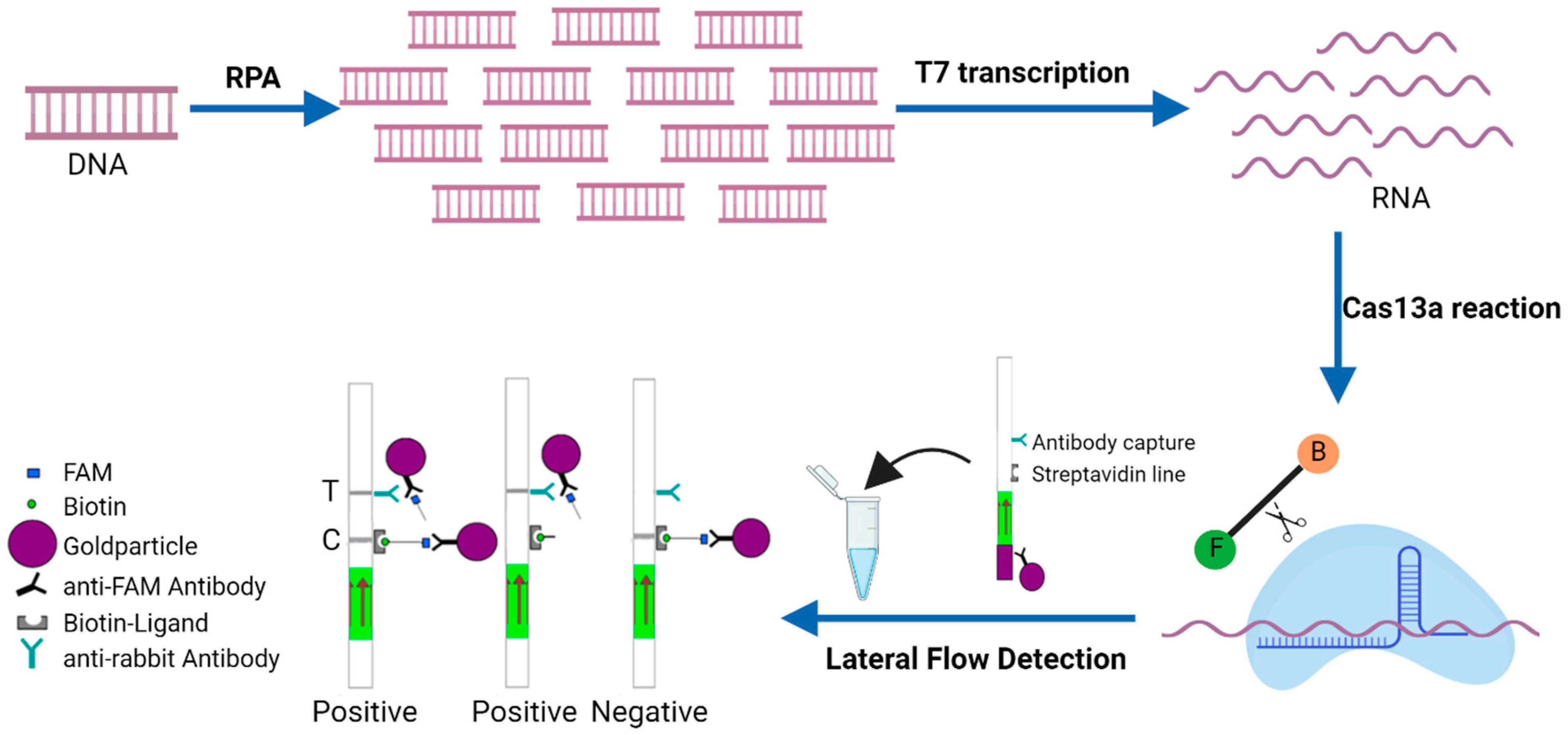 Viruses 16 01168 g001