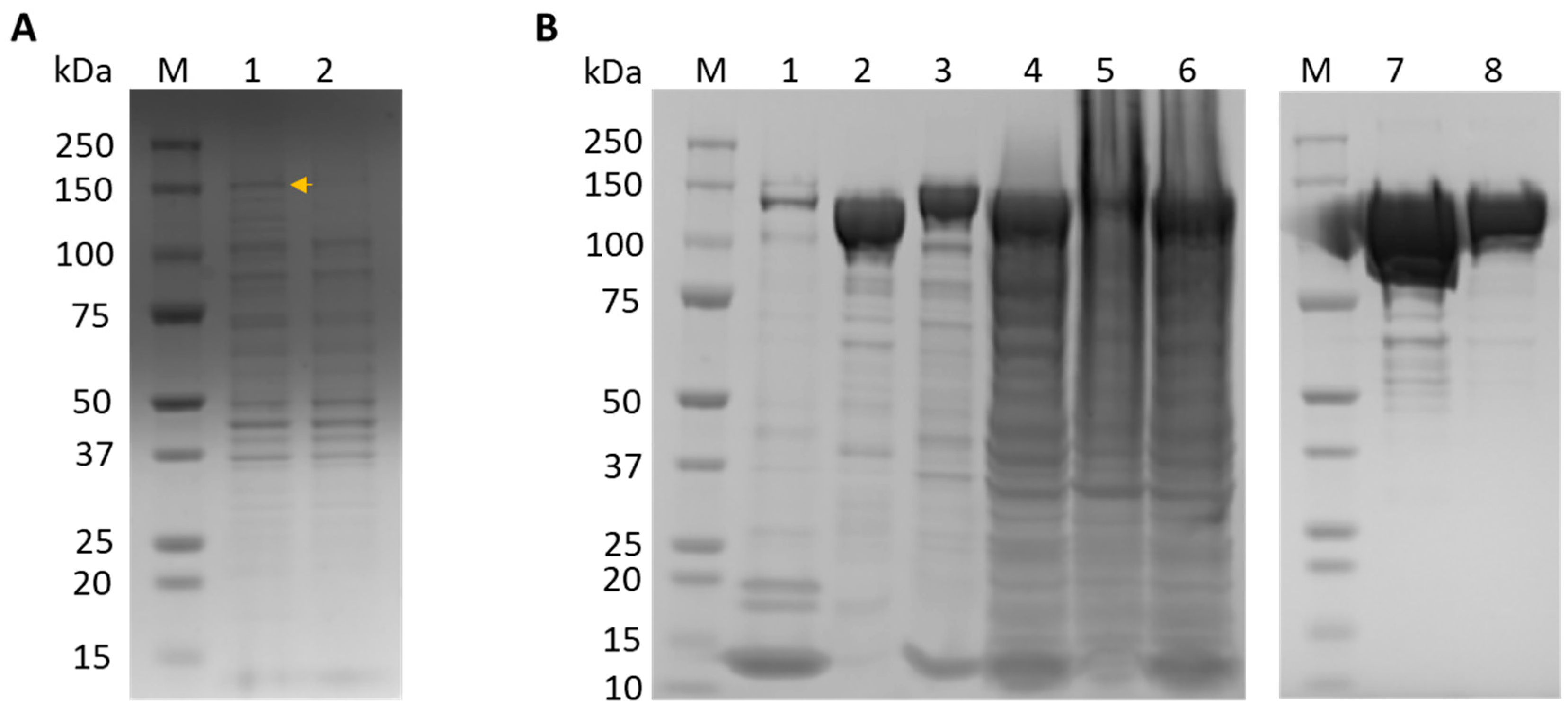 Viruses 16 01168 g002