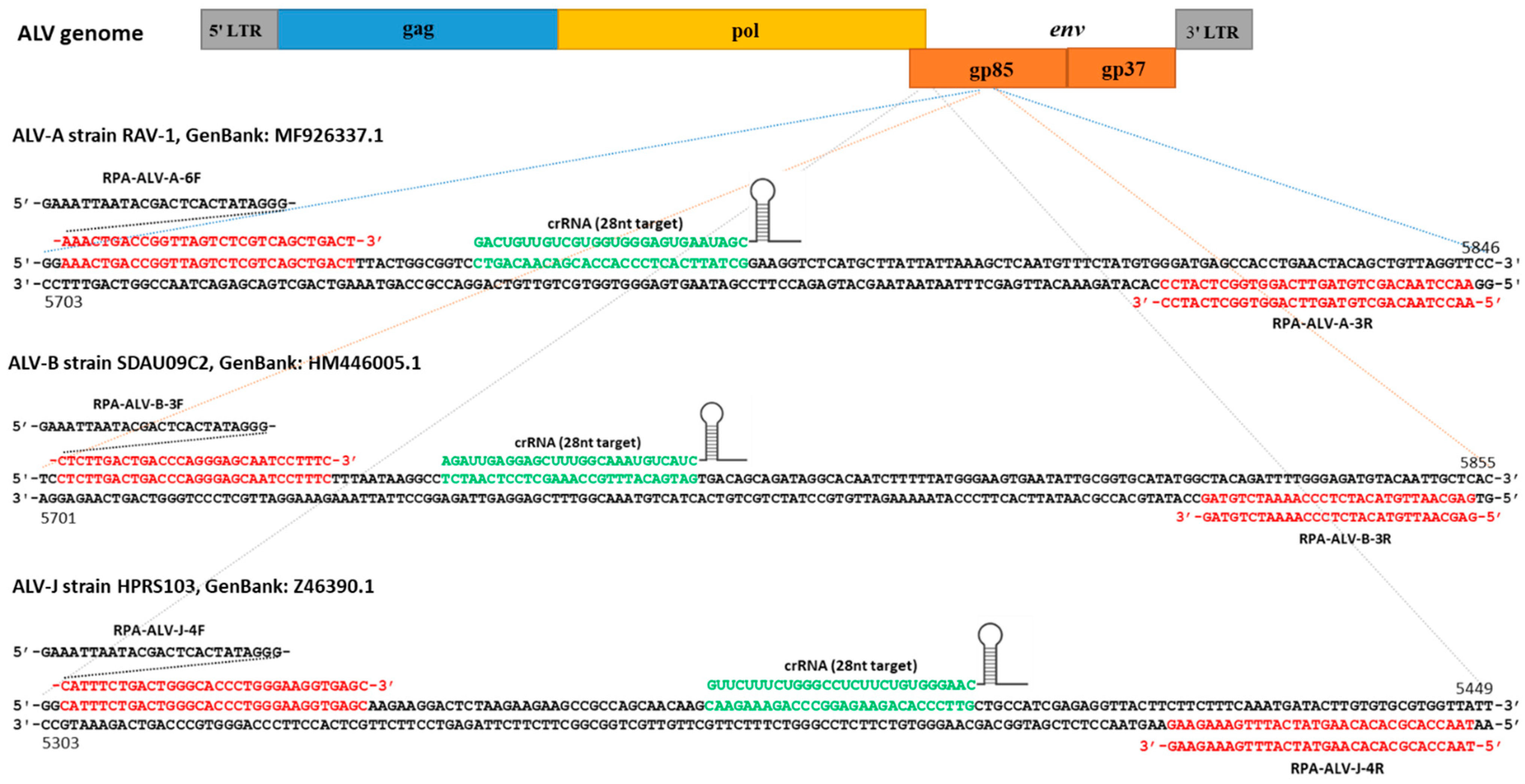 Viruses 16 01168 g004