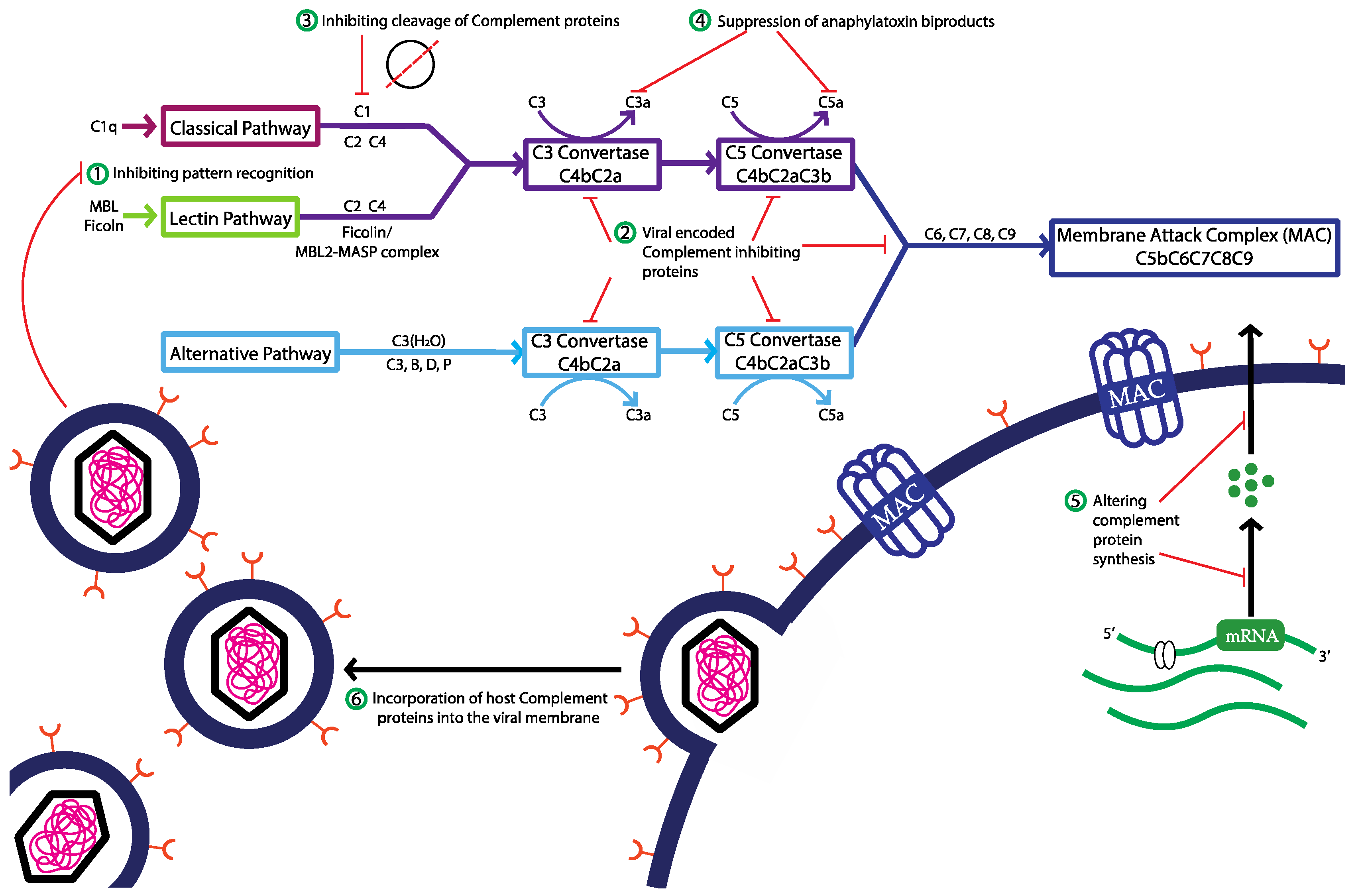 Viruses 16 01171 g002 Viruses 16 01171 g002