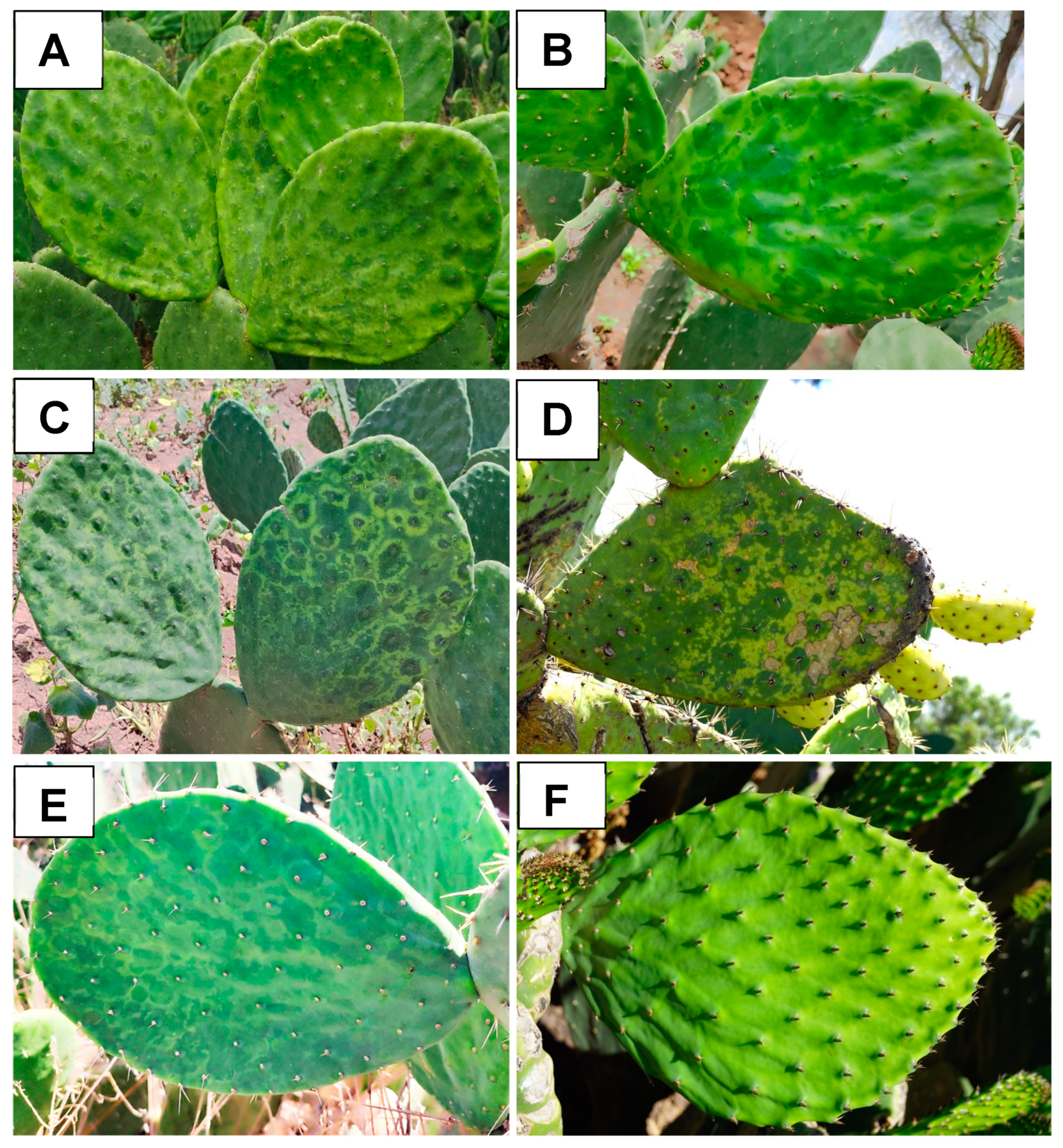 Viruses 16 01177 g001