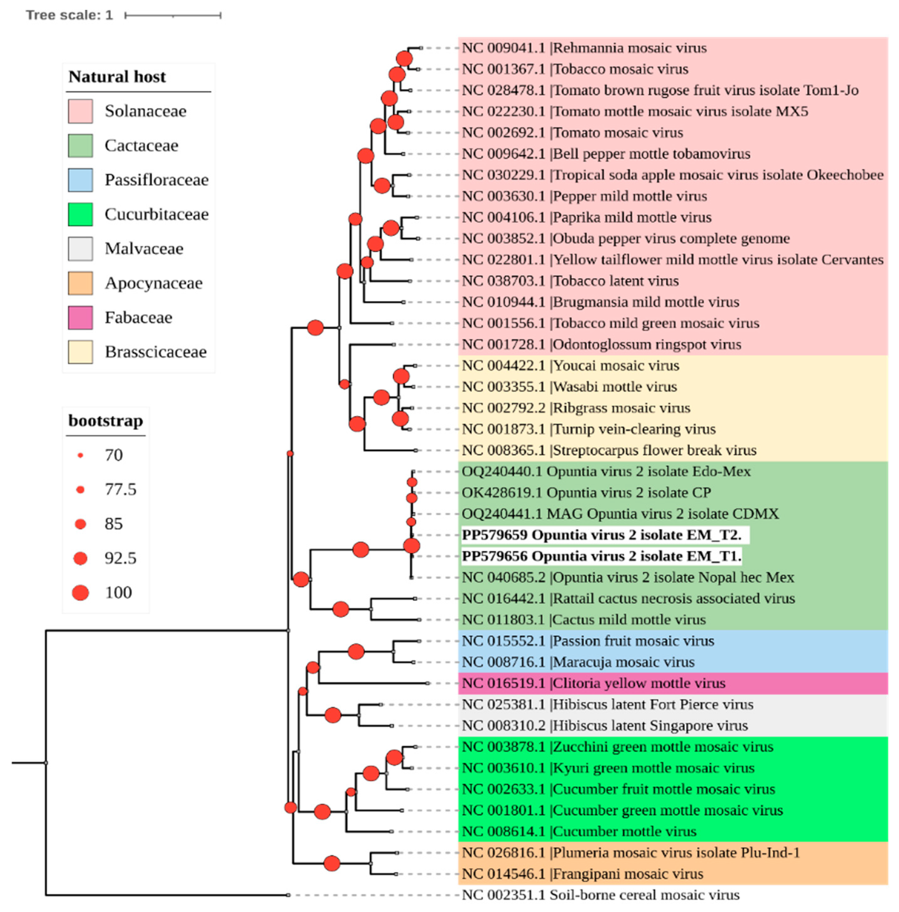 Viruses 16 01177 g002