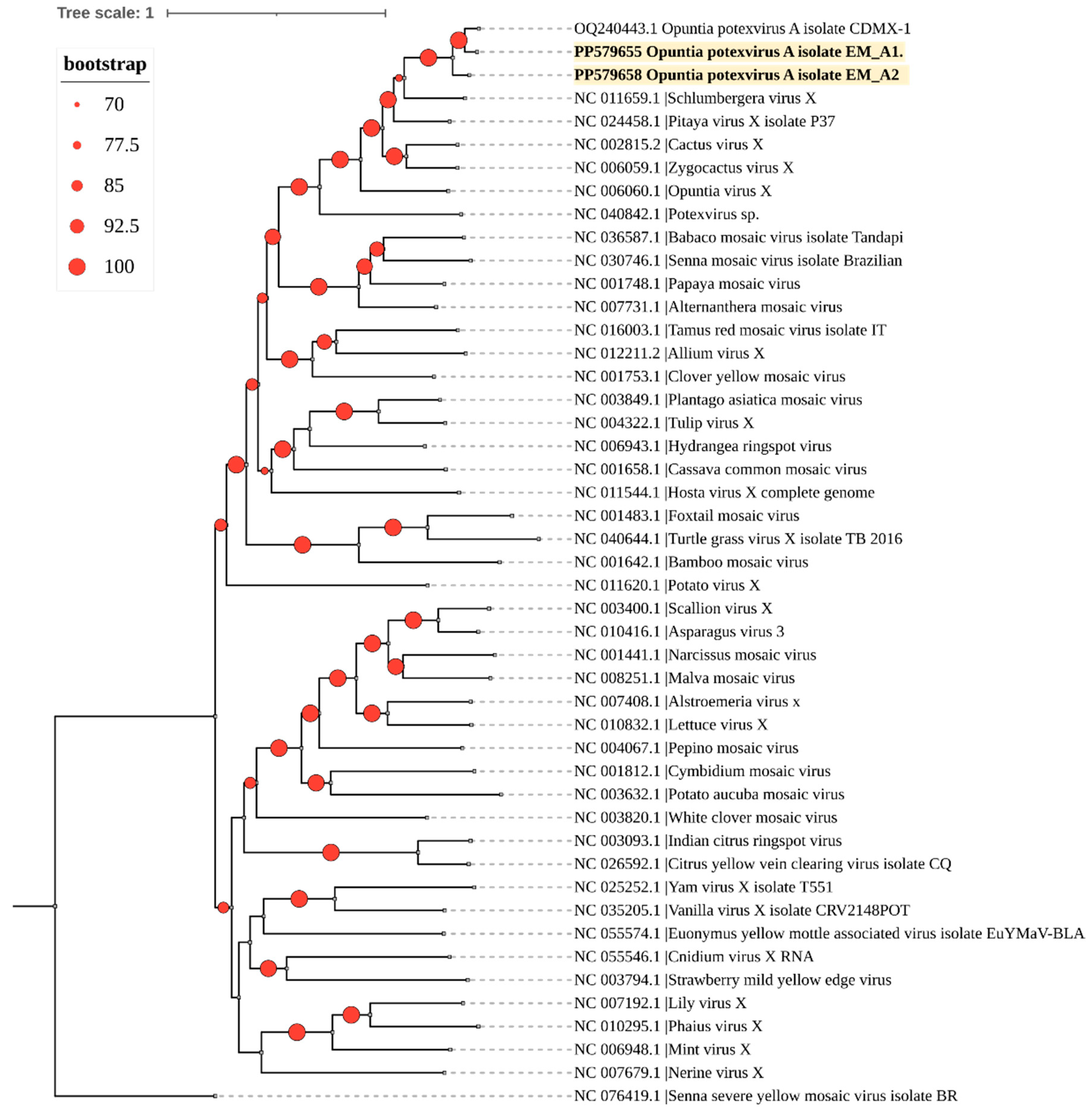 Viruses 16 01177 g004