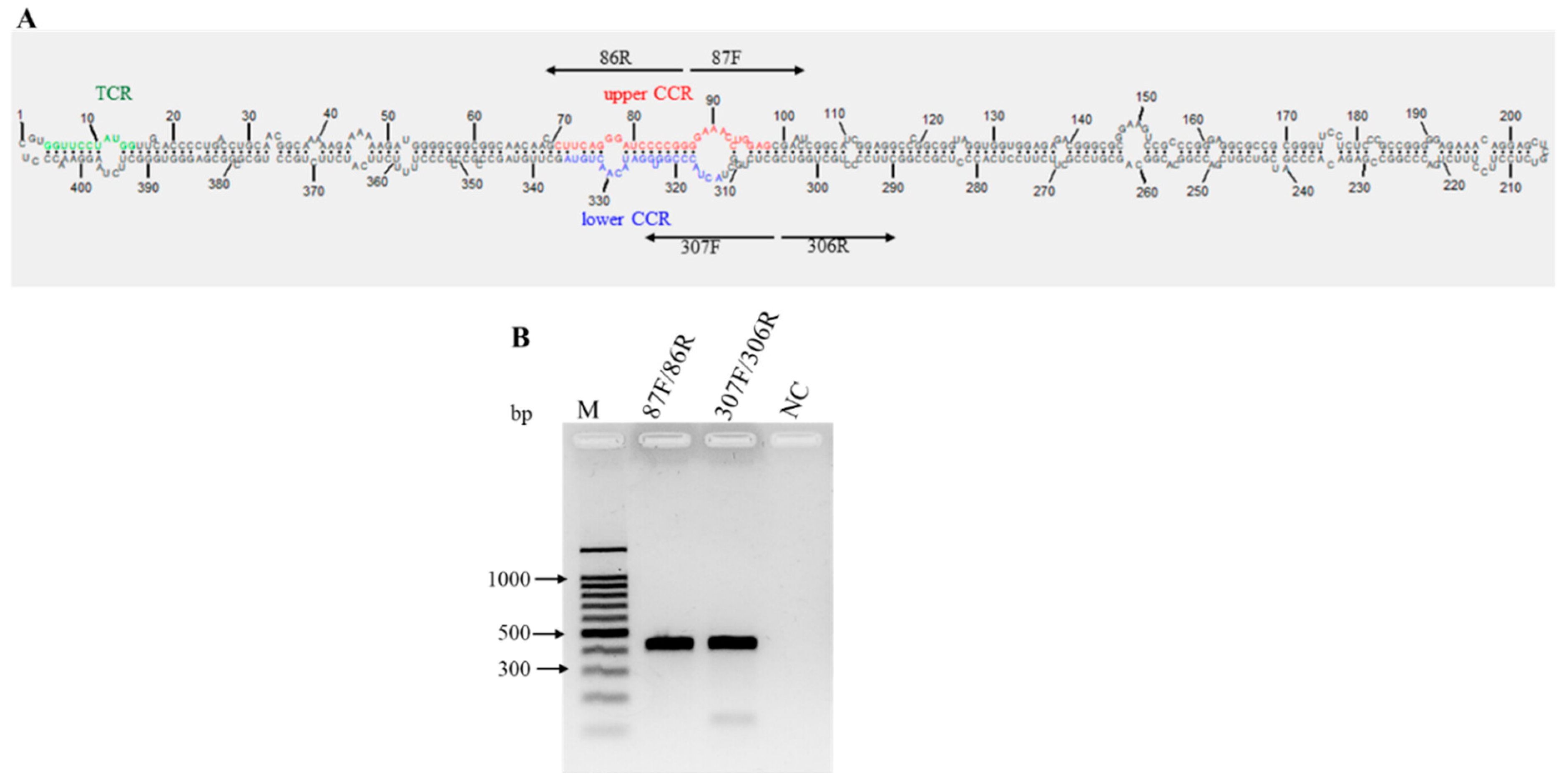 Viruses 16 01177 g008