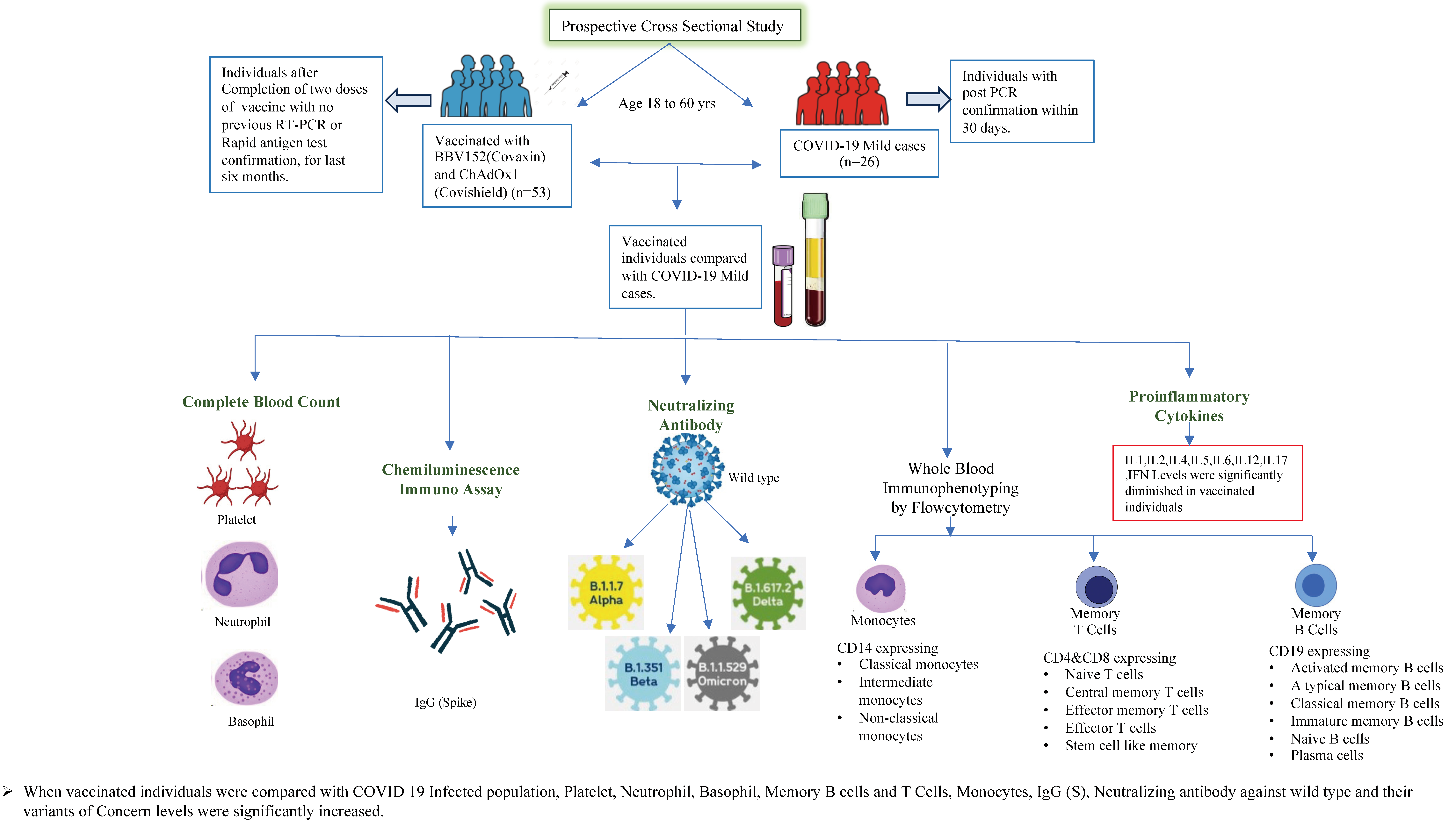 Viruses 16 01178 g001