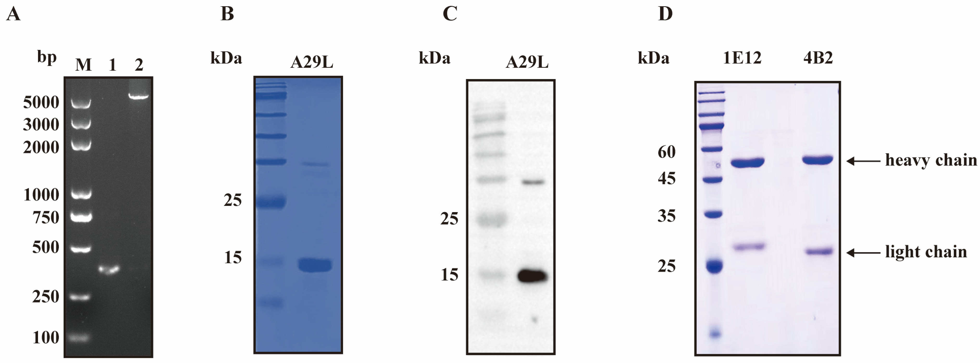 The Generation and Characterization of Monoclonal Antibodies