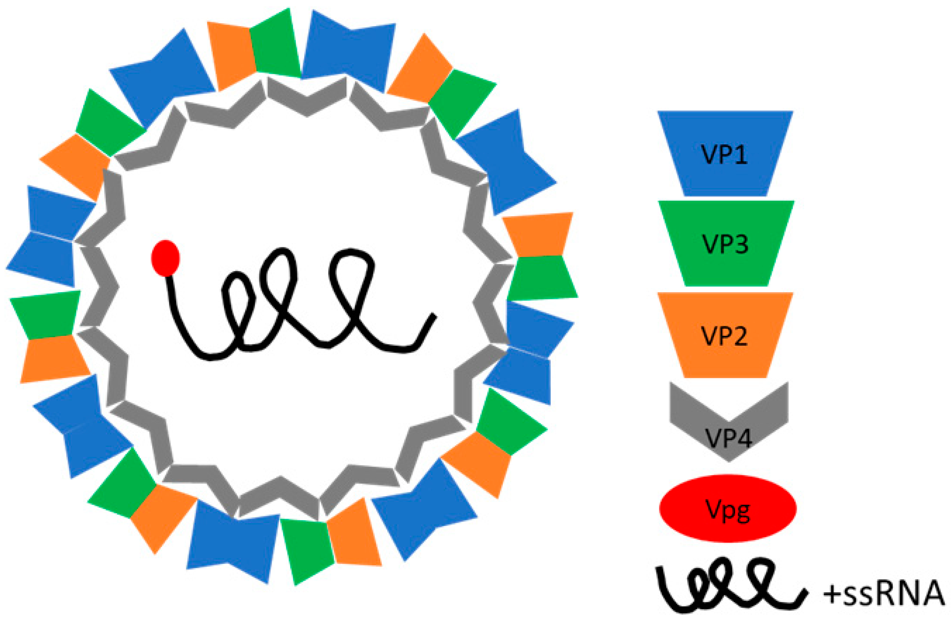 Viruses 16 01187 g001 Viruses 16 01187 g001