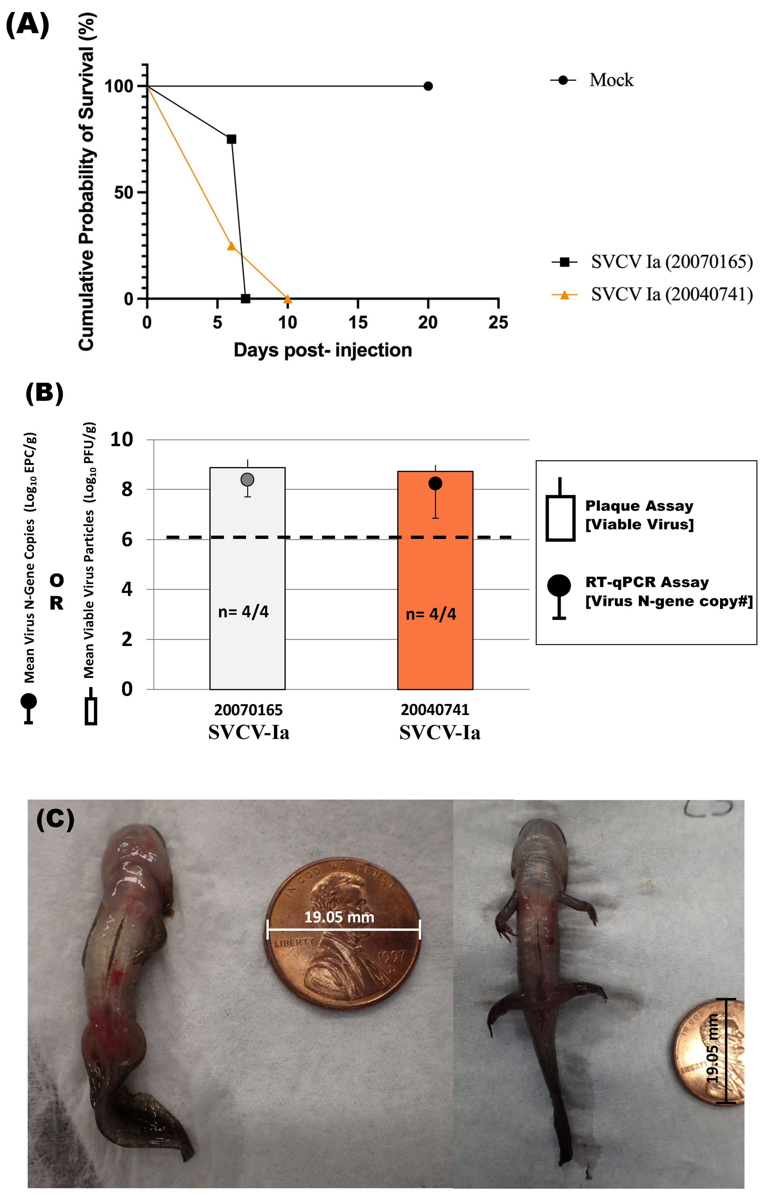 Viruses 16 01193 g002