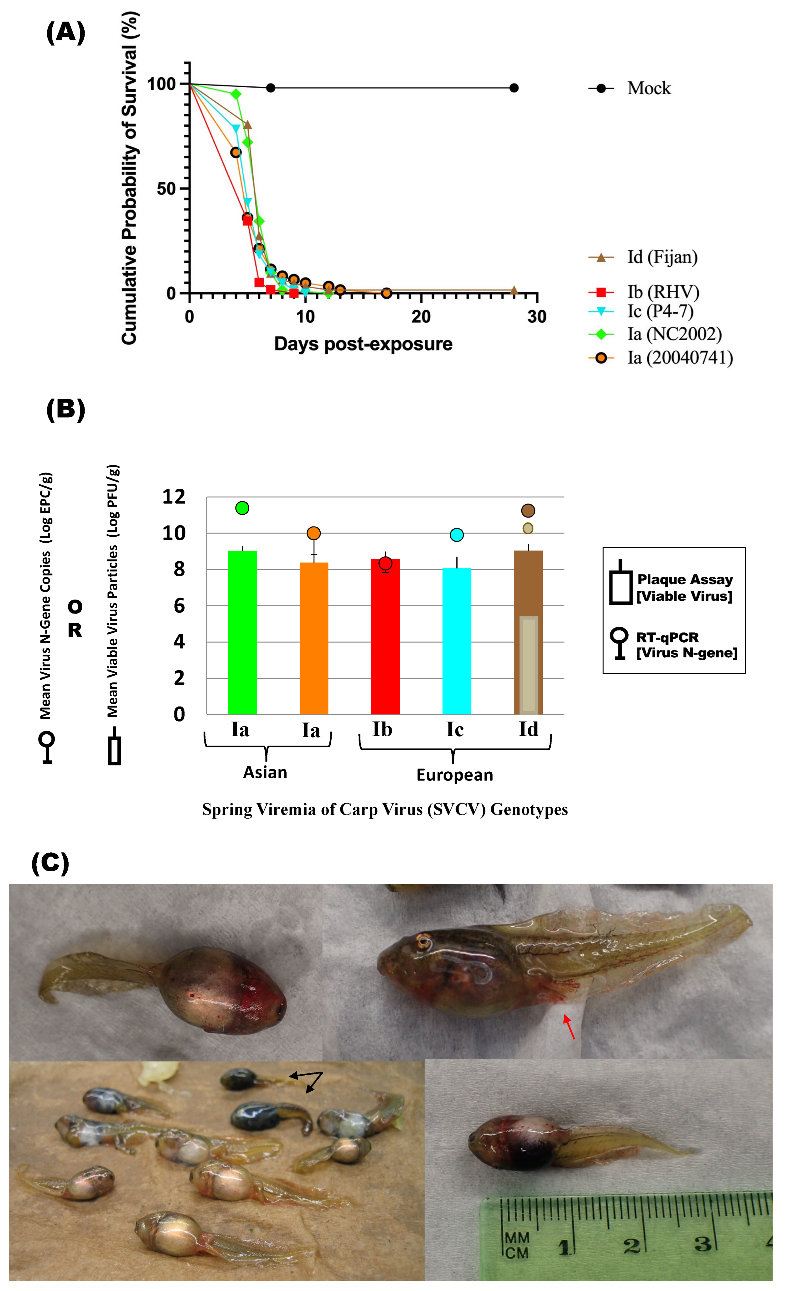 Viruses 16 01193 g003a