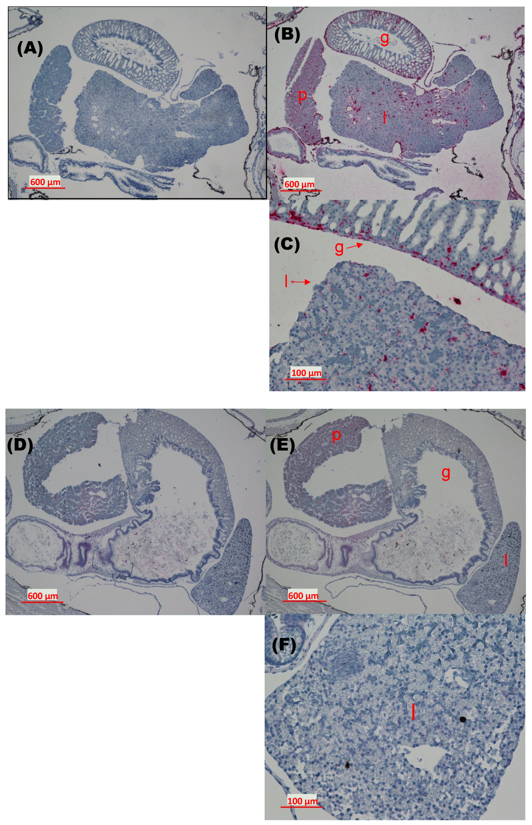 Viruses 16 01193 g004