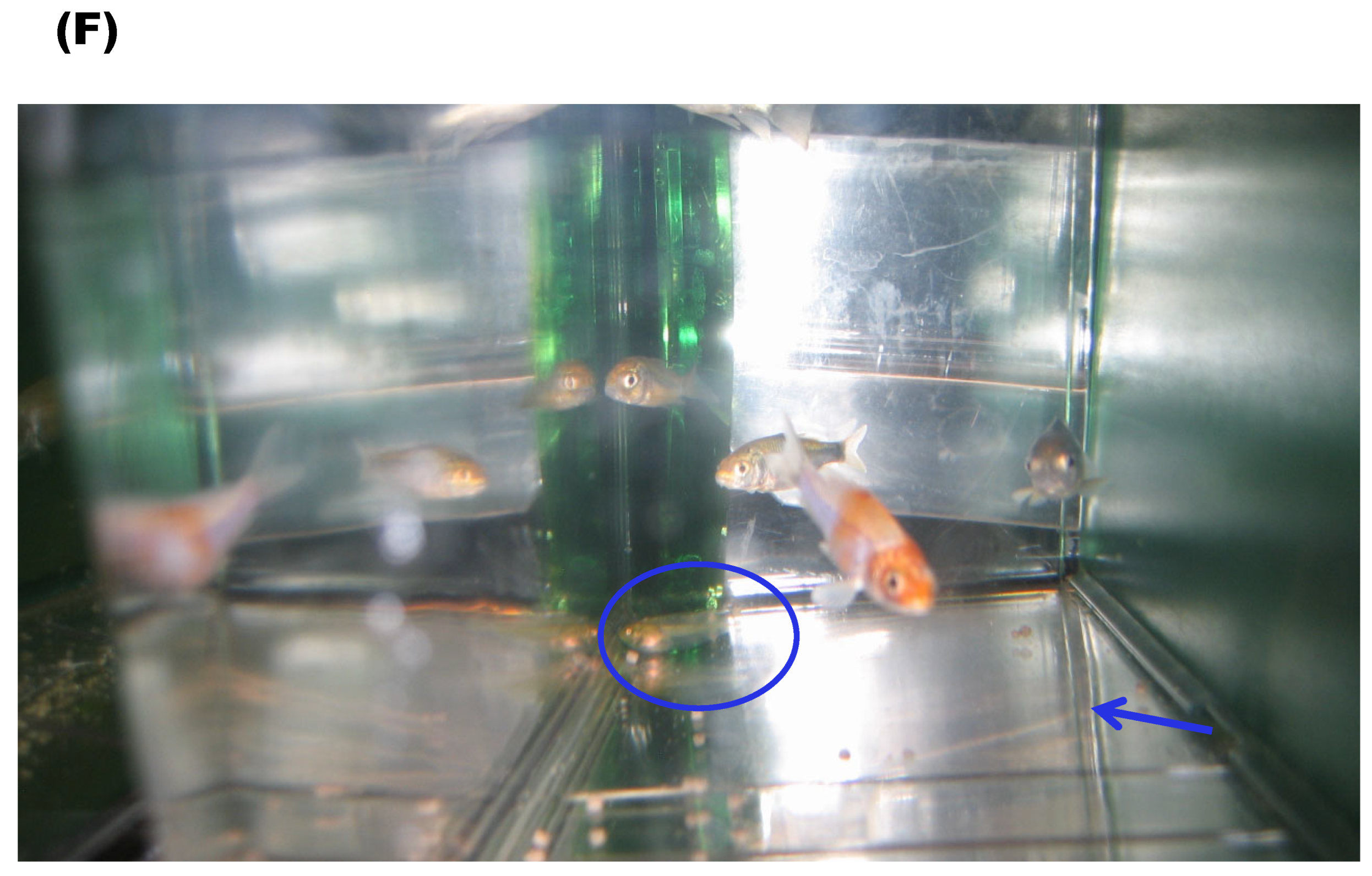 Viruses 16 01193 g005d