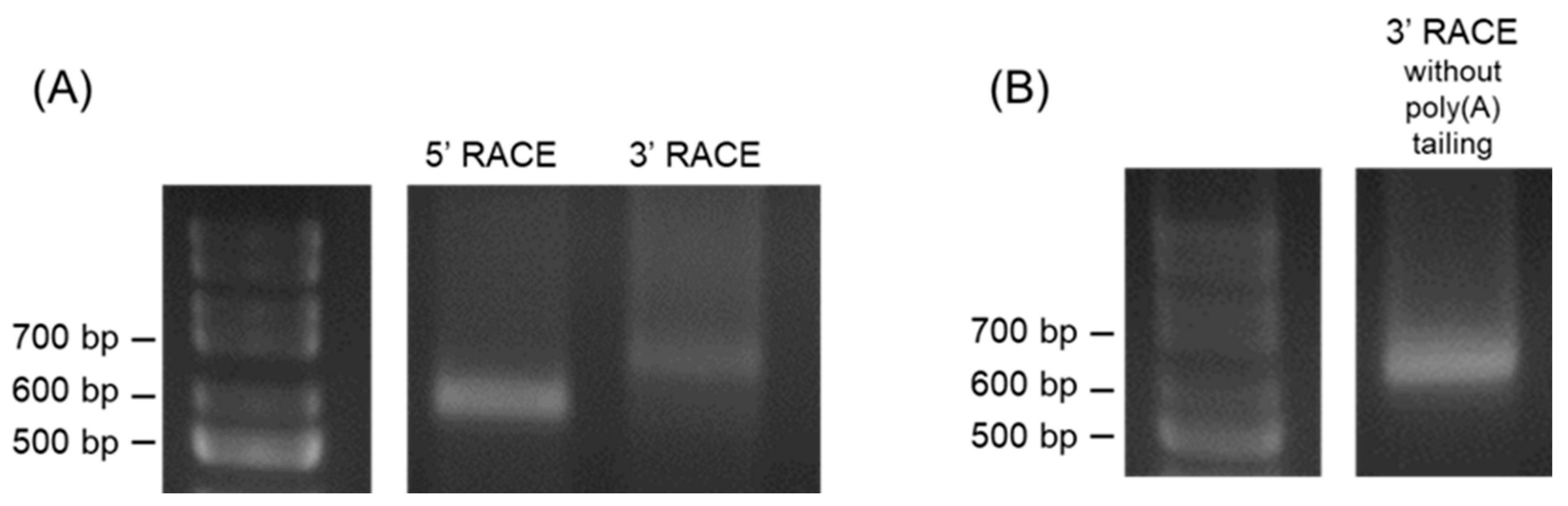 Viruses 16 01195 g002 Viruses 16 01195 g002