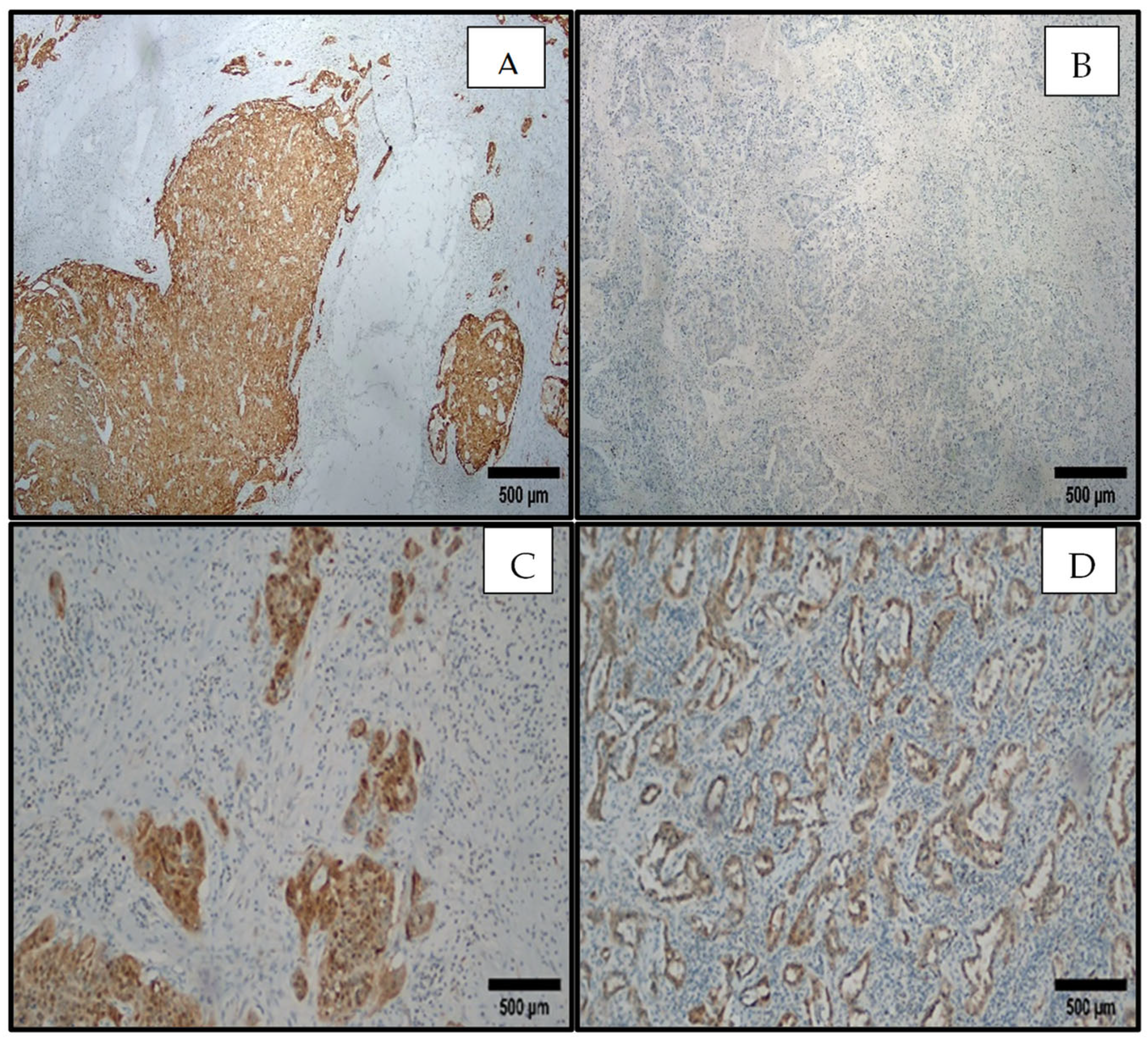 Viruses 16 01201 g005 Viruses 16 01201 g005