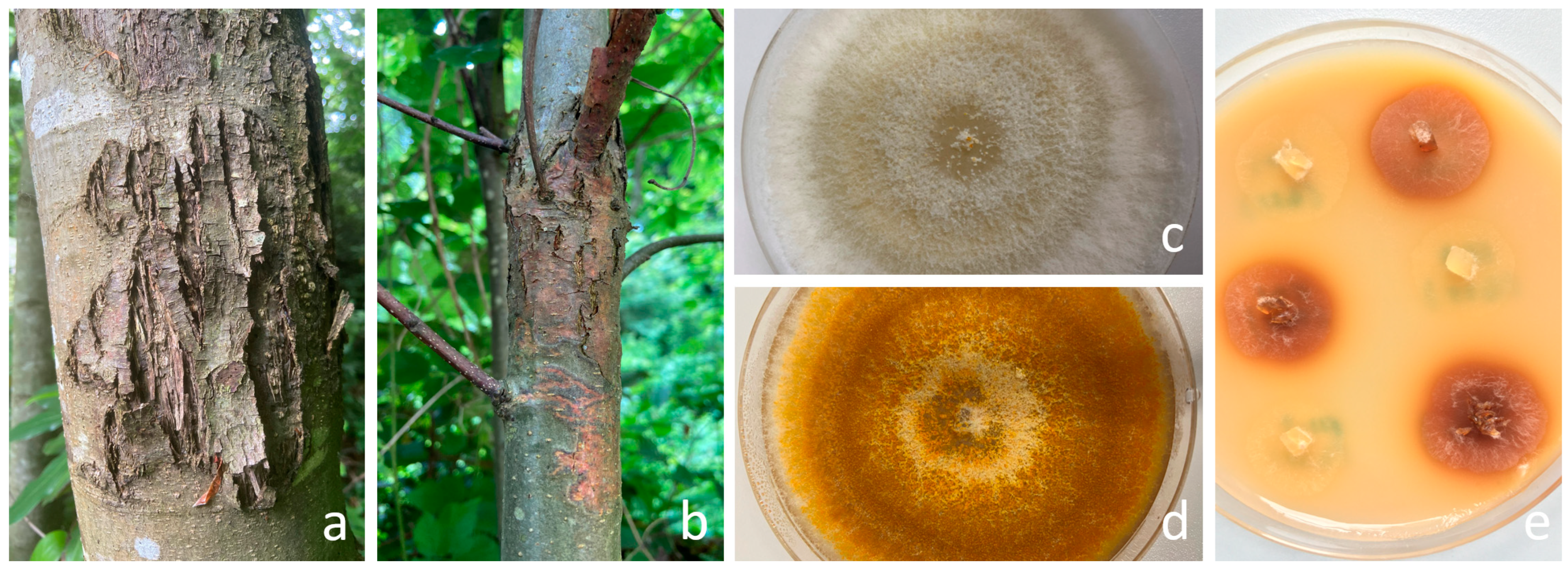 Viruses 16 01203 g001