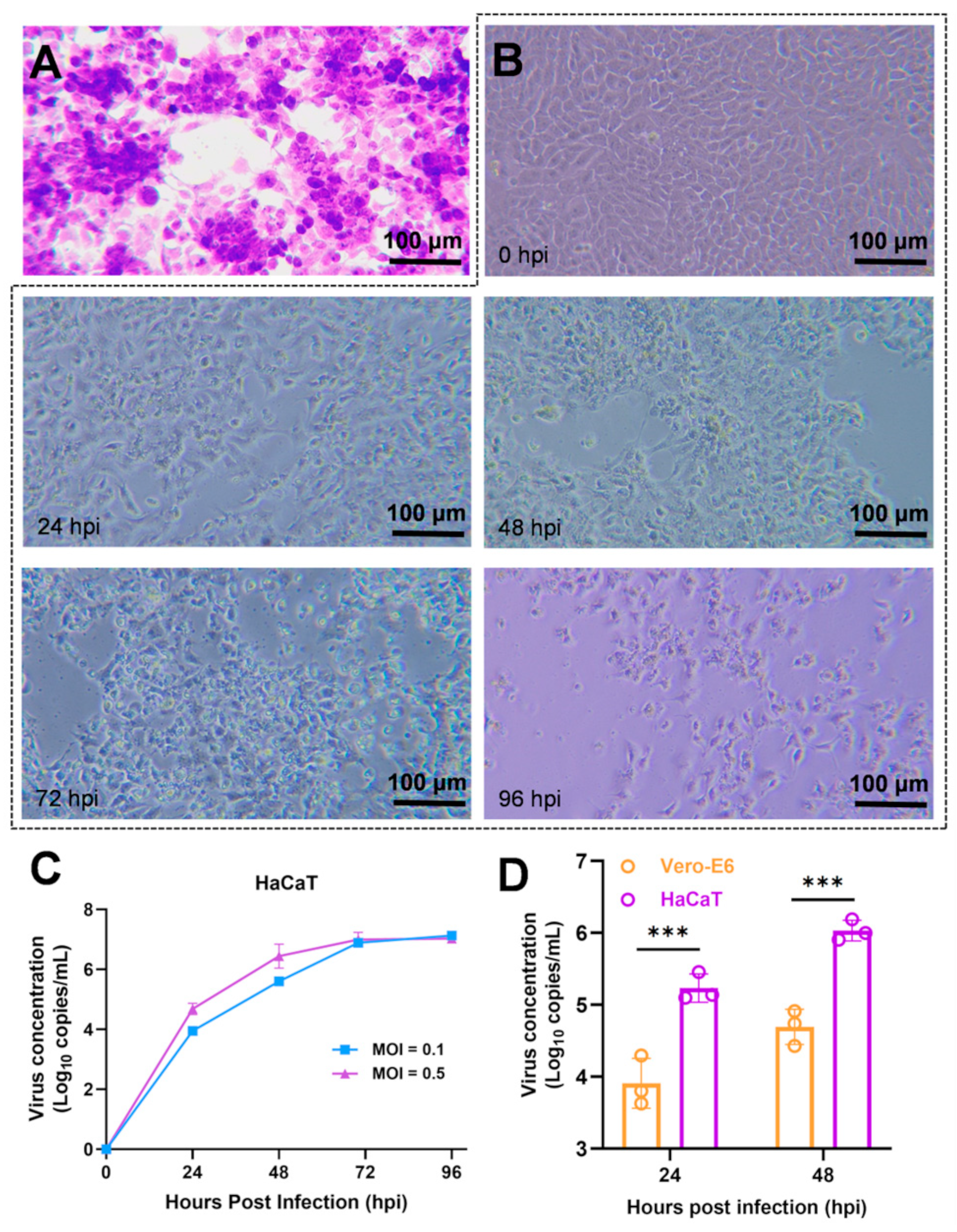 Viruses 16 01206 g002