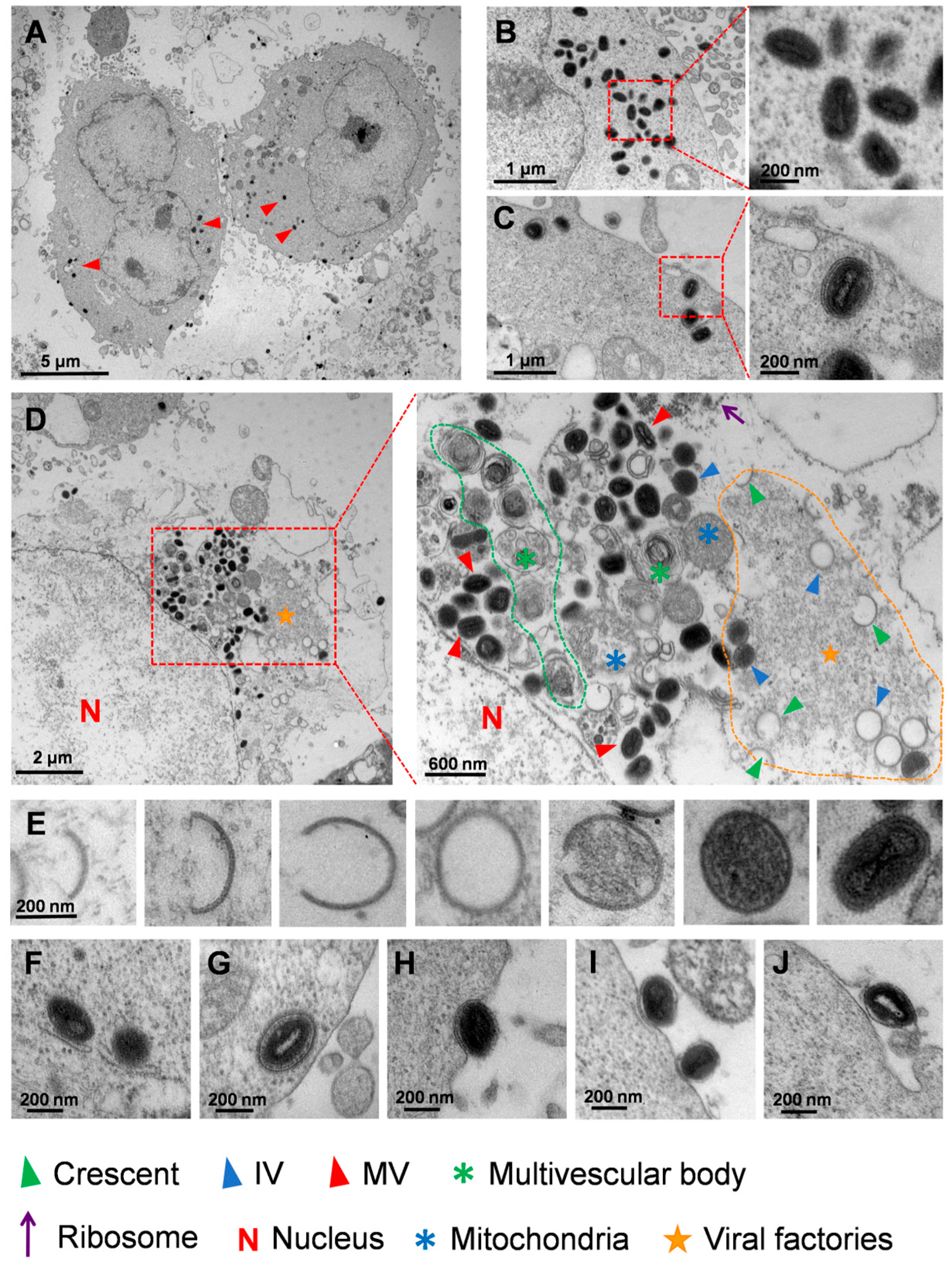 Viruses 16 01206 g003