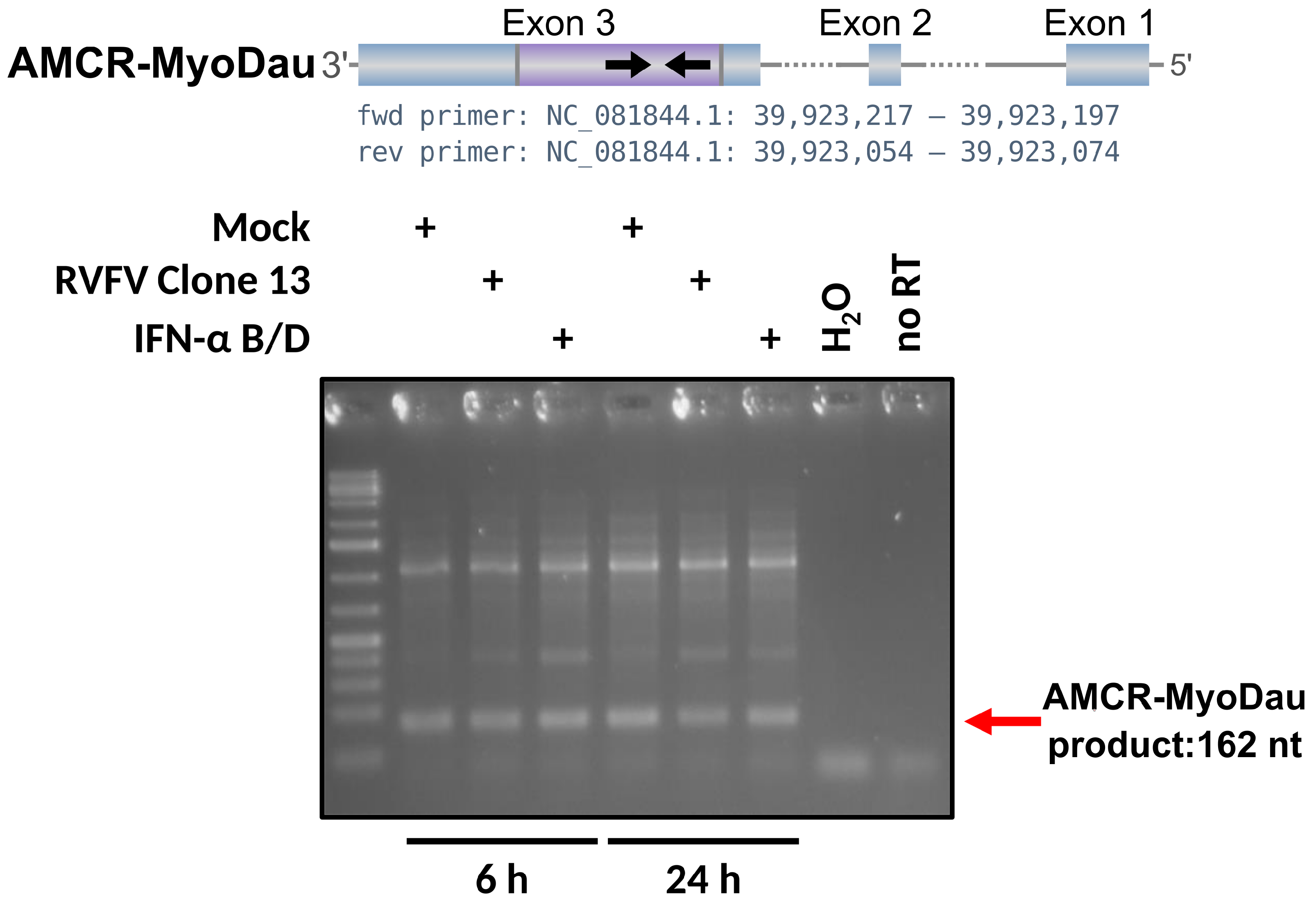 Viruses 16 01210 g003 Viruses 16 01210 g003