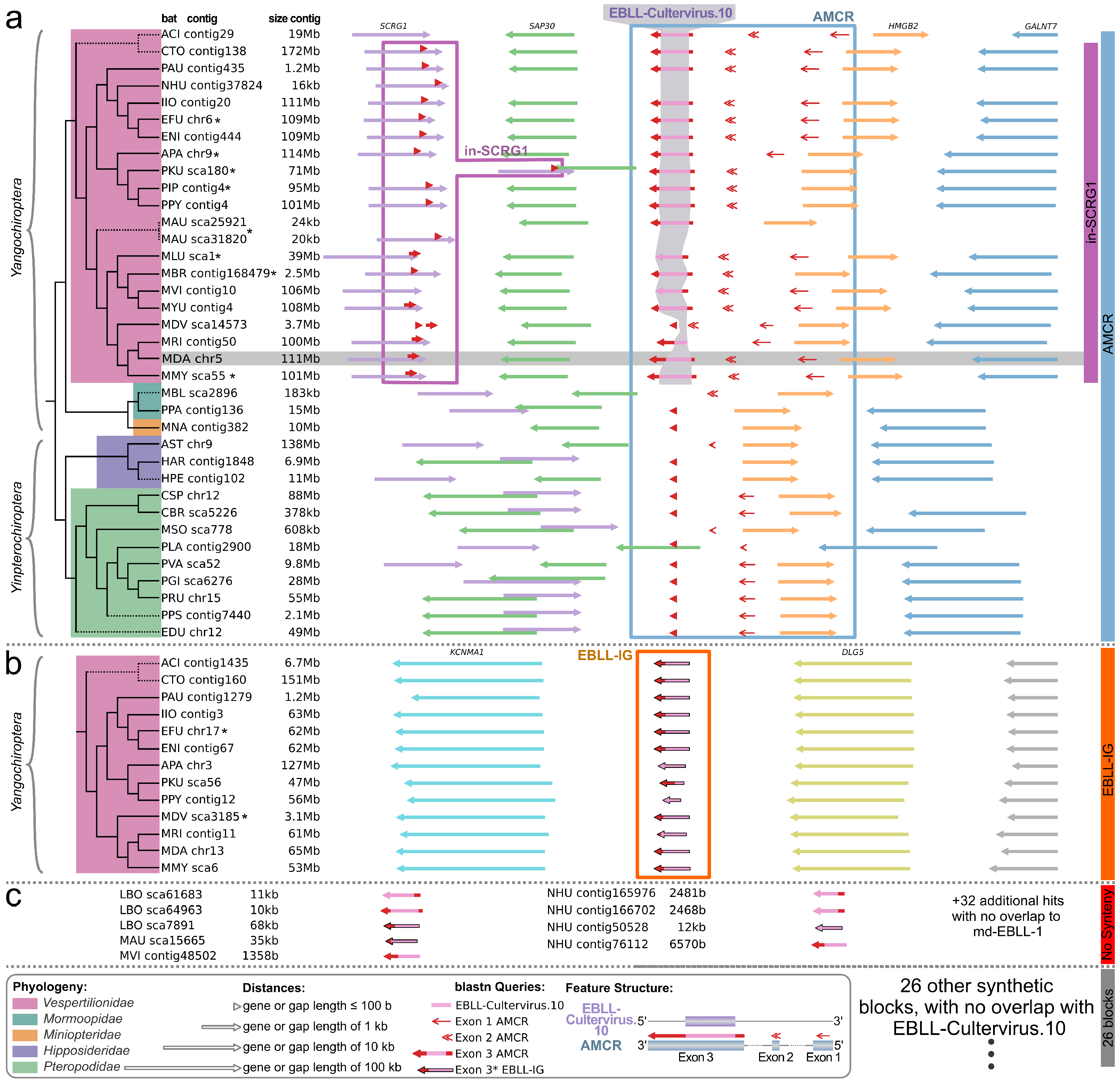 Viruses 16 01210 g004 Viruses 16 01210 g004