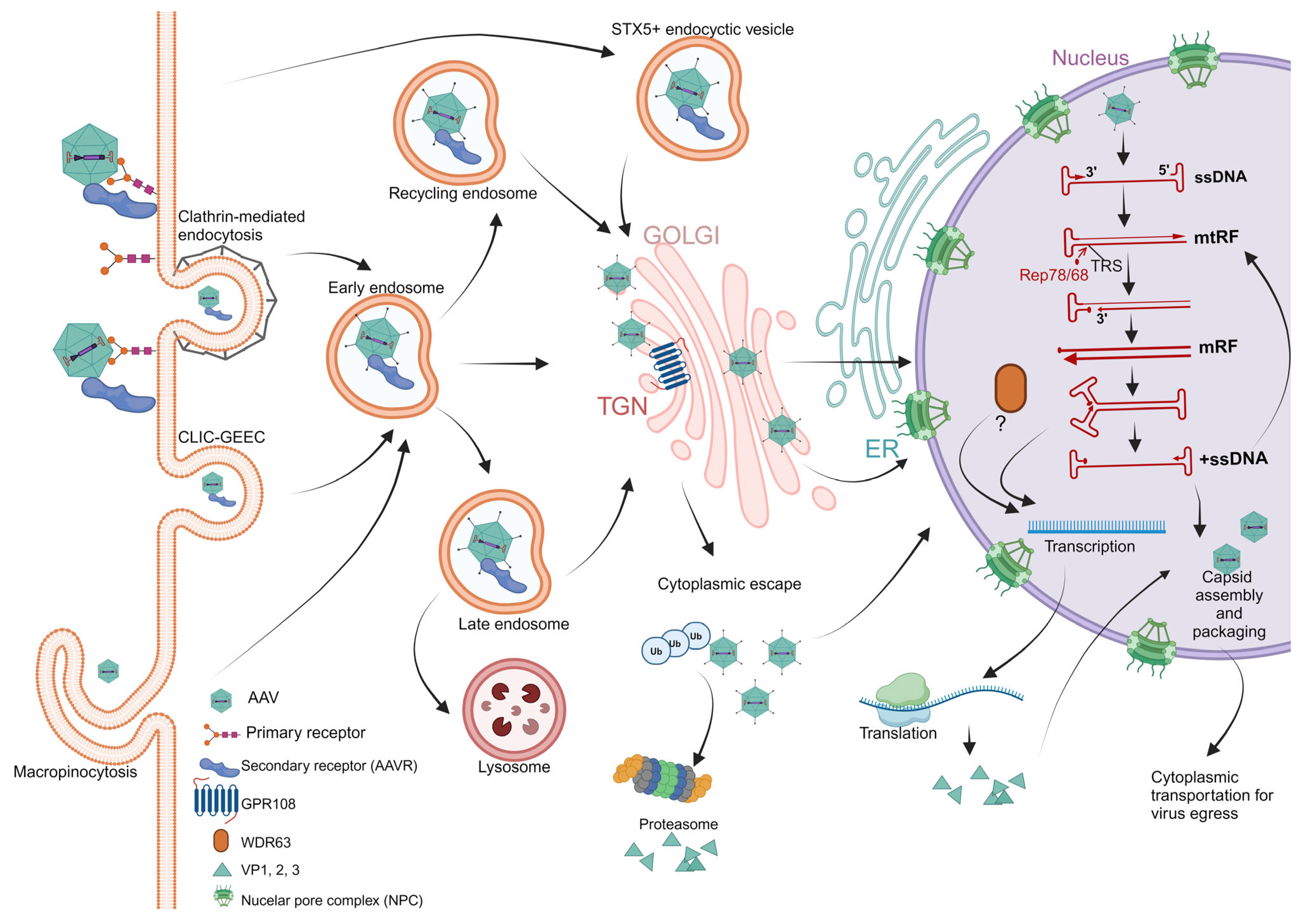 Viruses 16 01215 g001