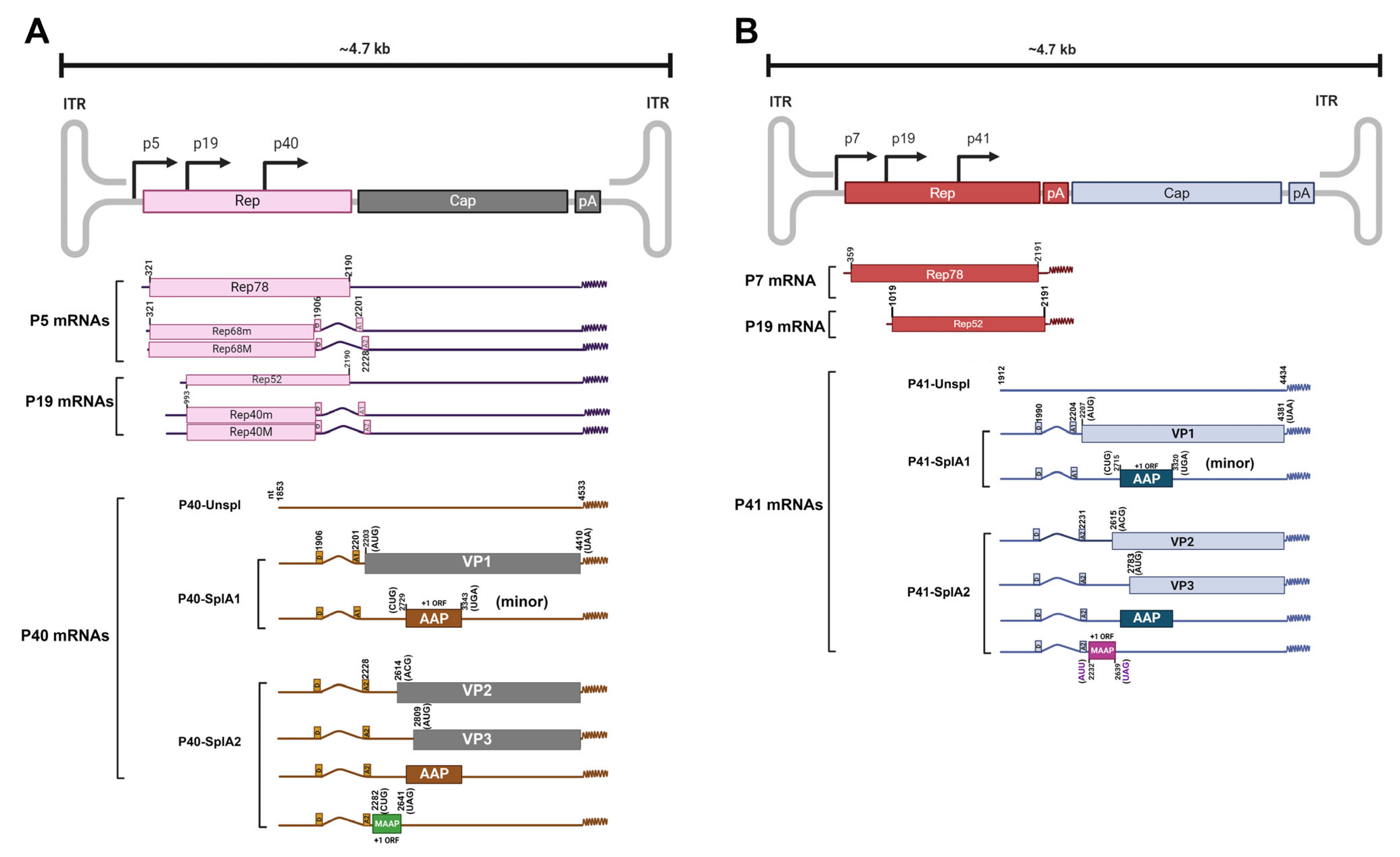 Viruses 16 01215 g003