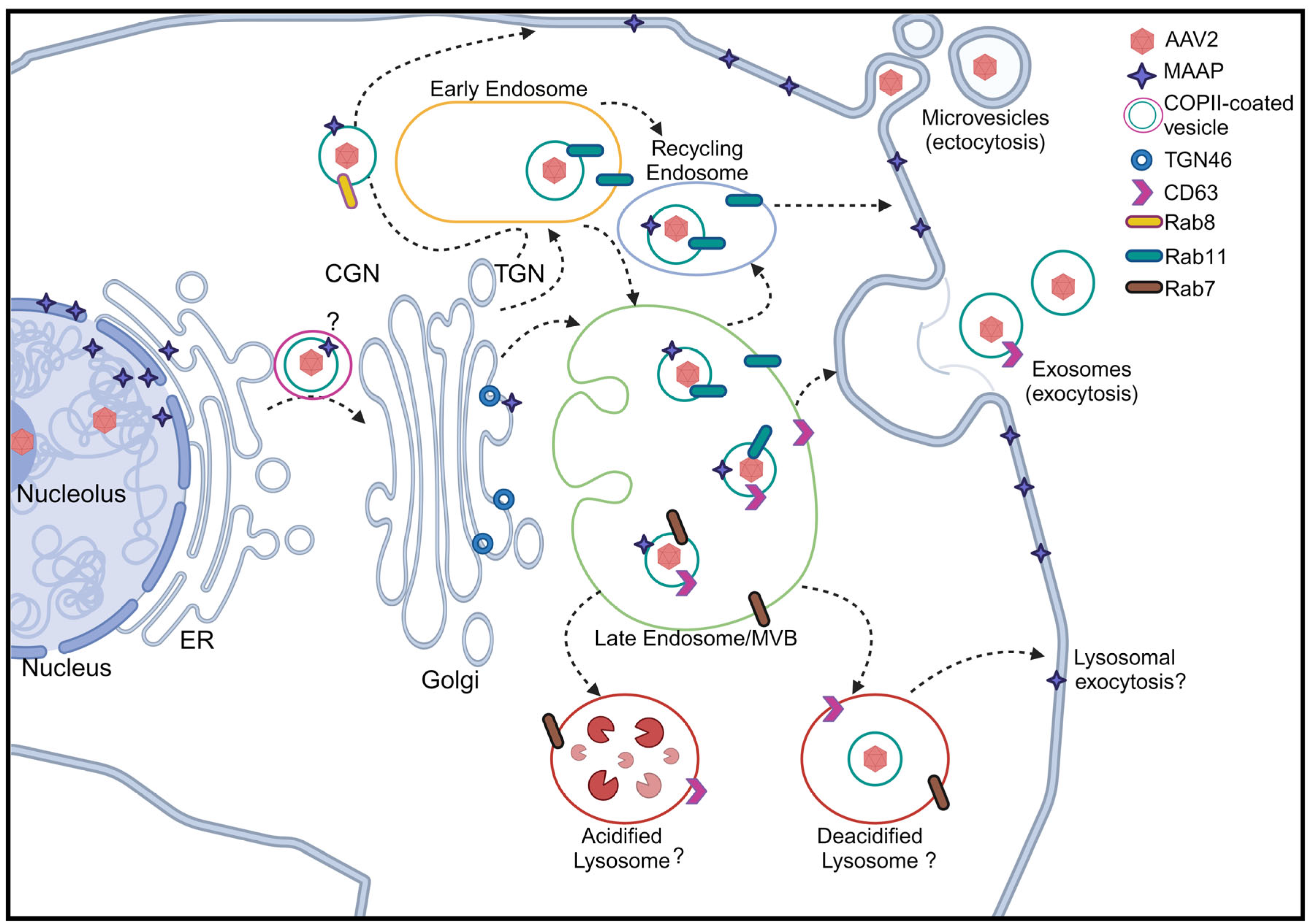 Viruses 16 01215 g006