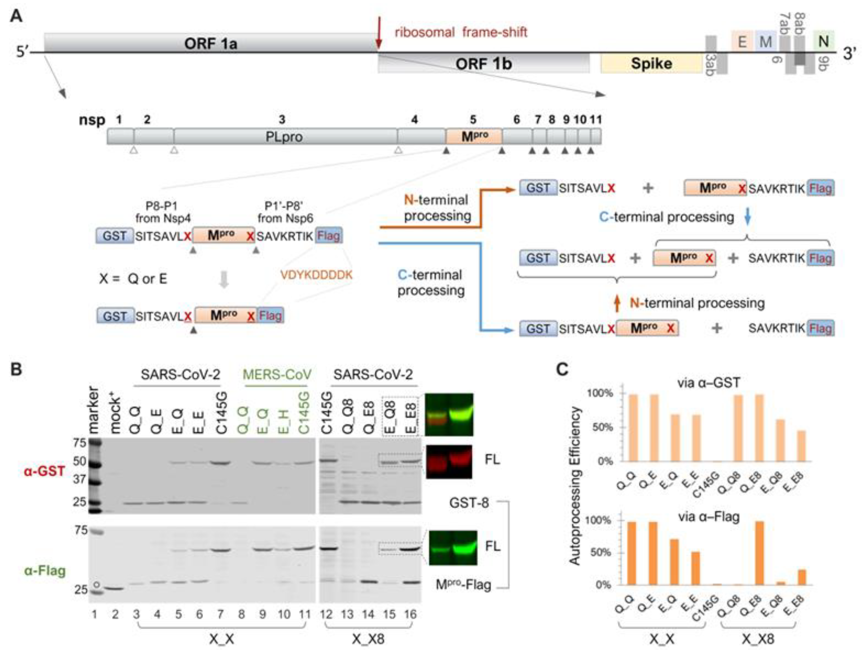 Viruses 16 01218 g001 Viruses 16 01218 g001