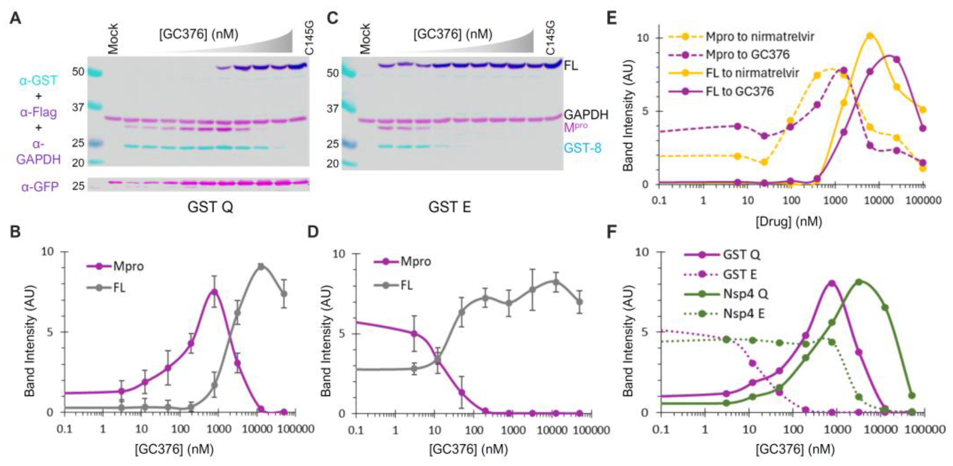 Viruses 16 01218 g005 Viruses 16 01218 g005