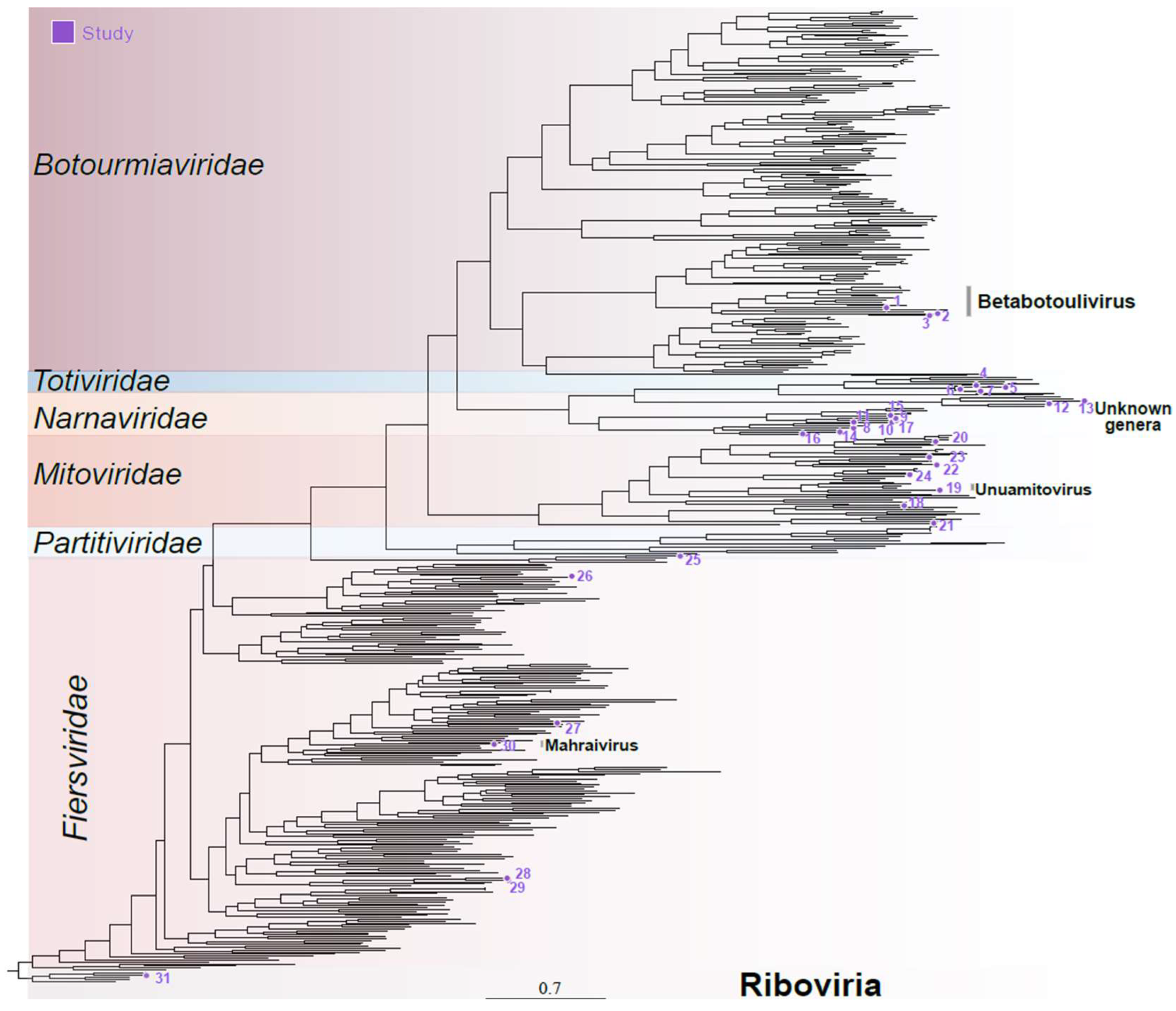 Viruses 16 01226 g002
