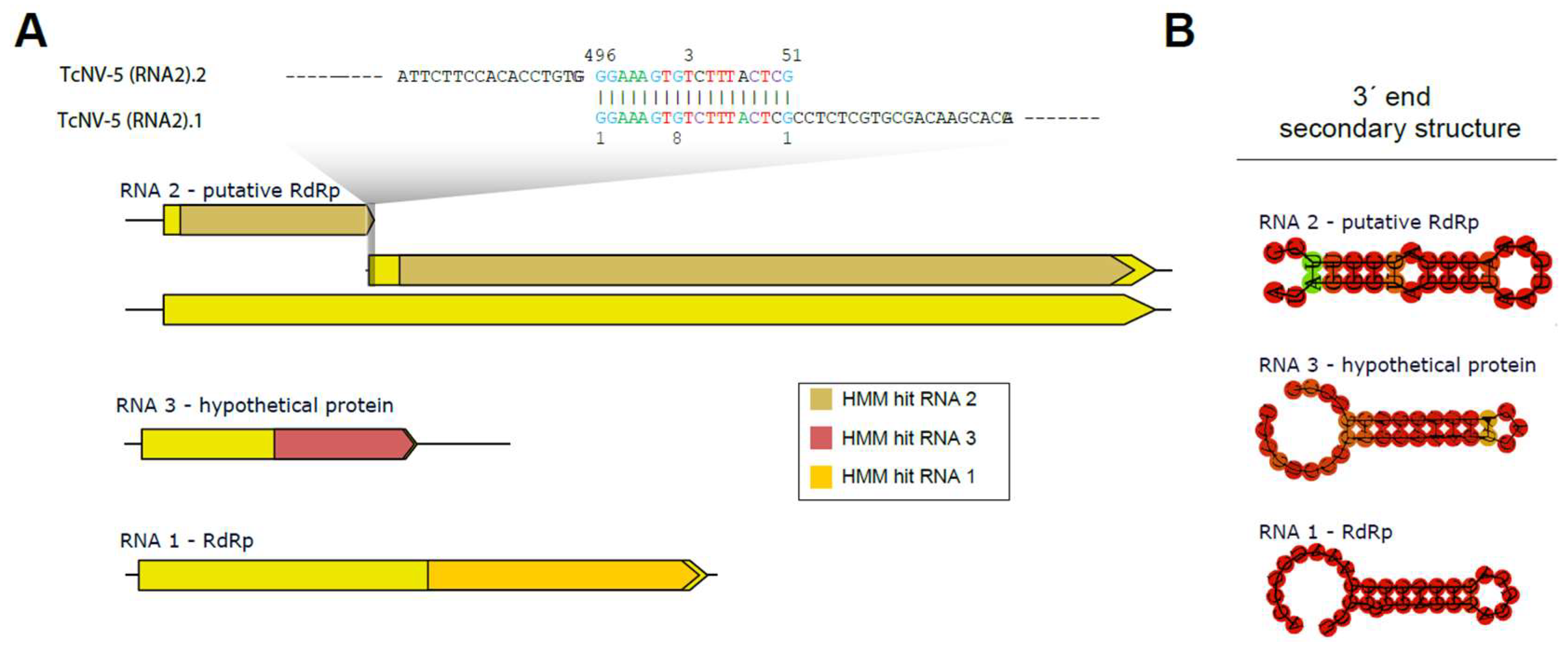Viruses 16 01226 g004