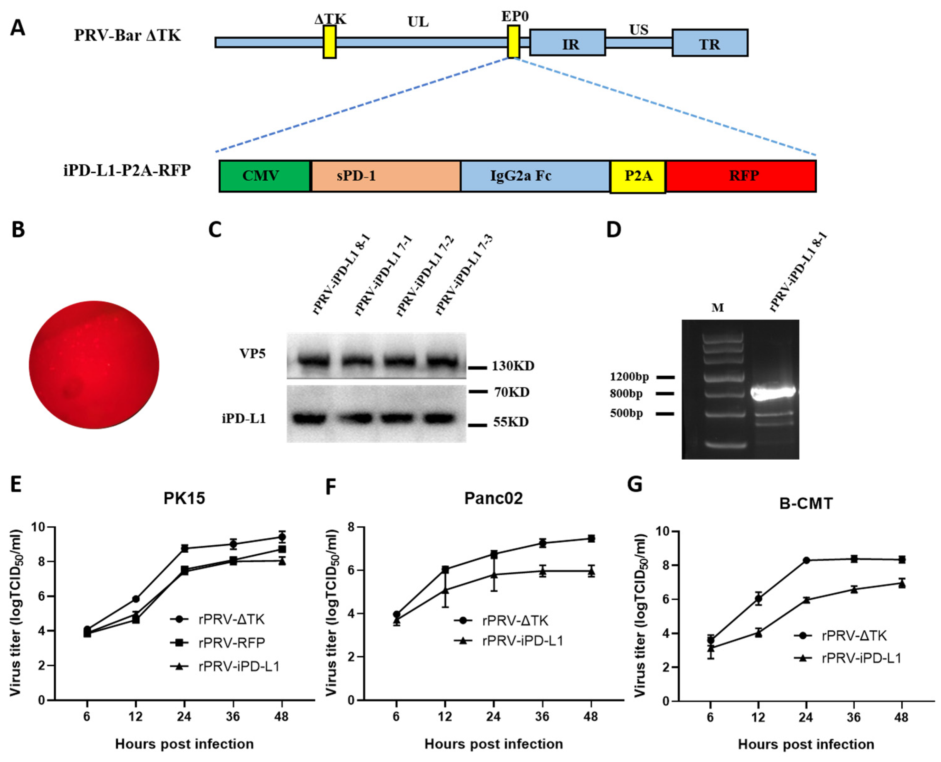 Viruses 16 01228 g003