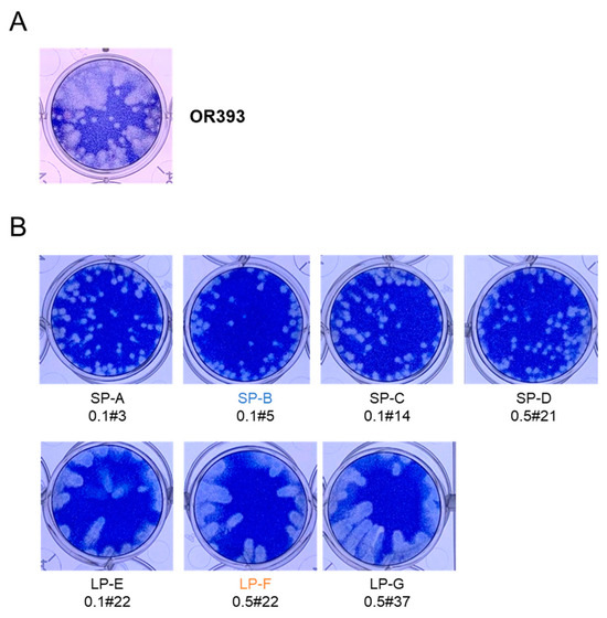 Distinct dissociation rates of murine and human norovirus P