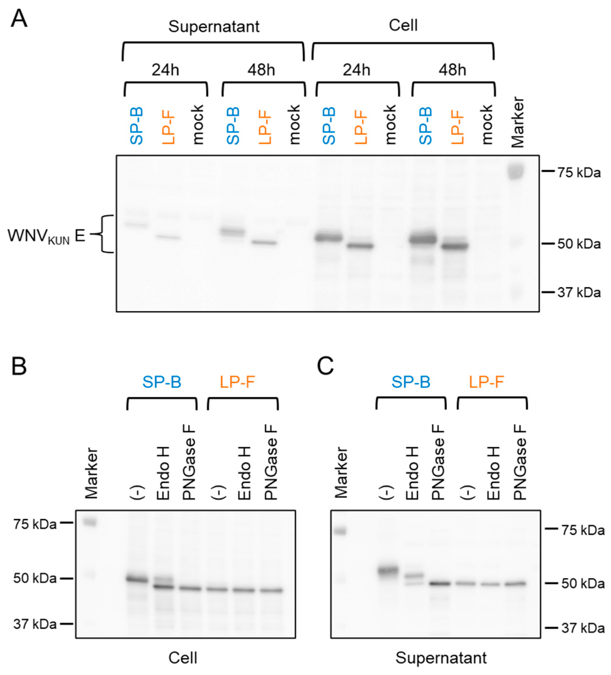 Viruses 16 01237 g003