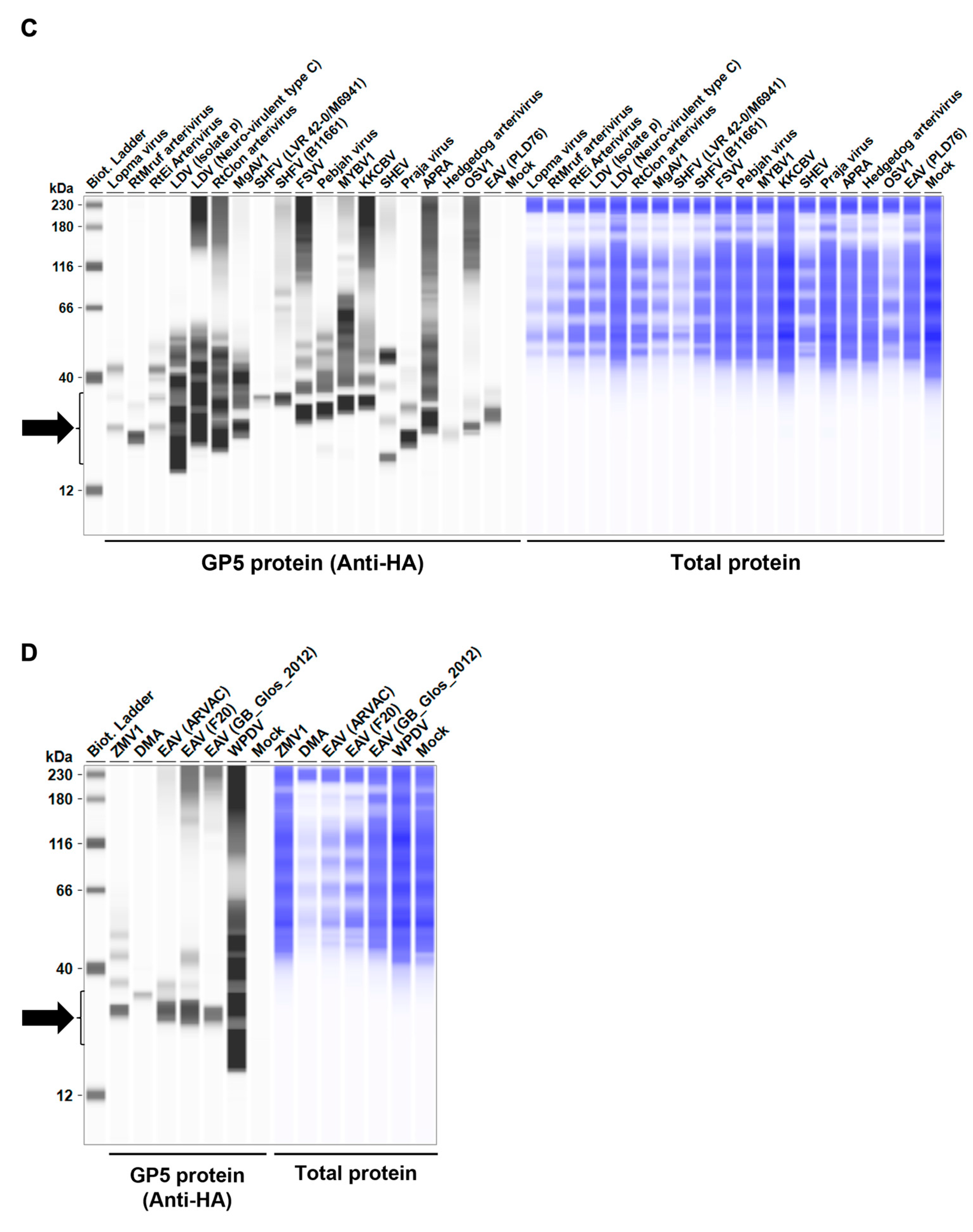 Viruses 16 01240 g002b