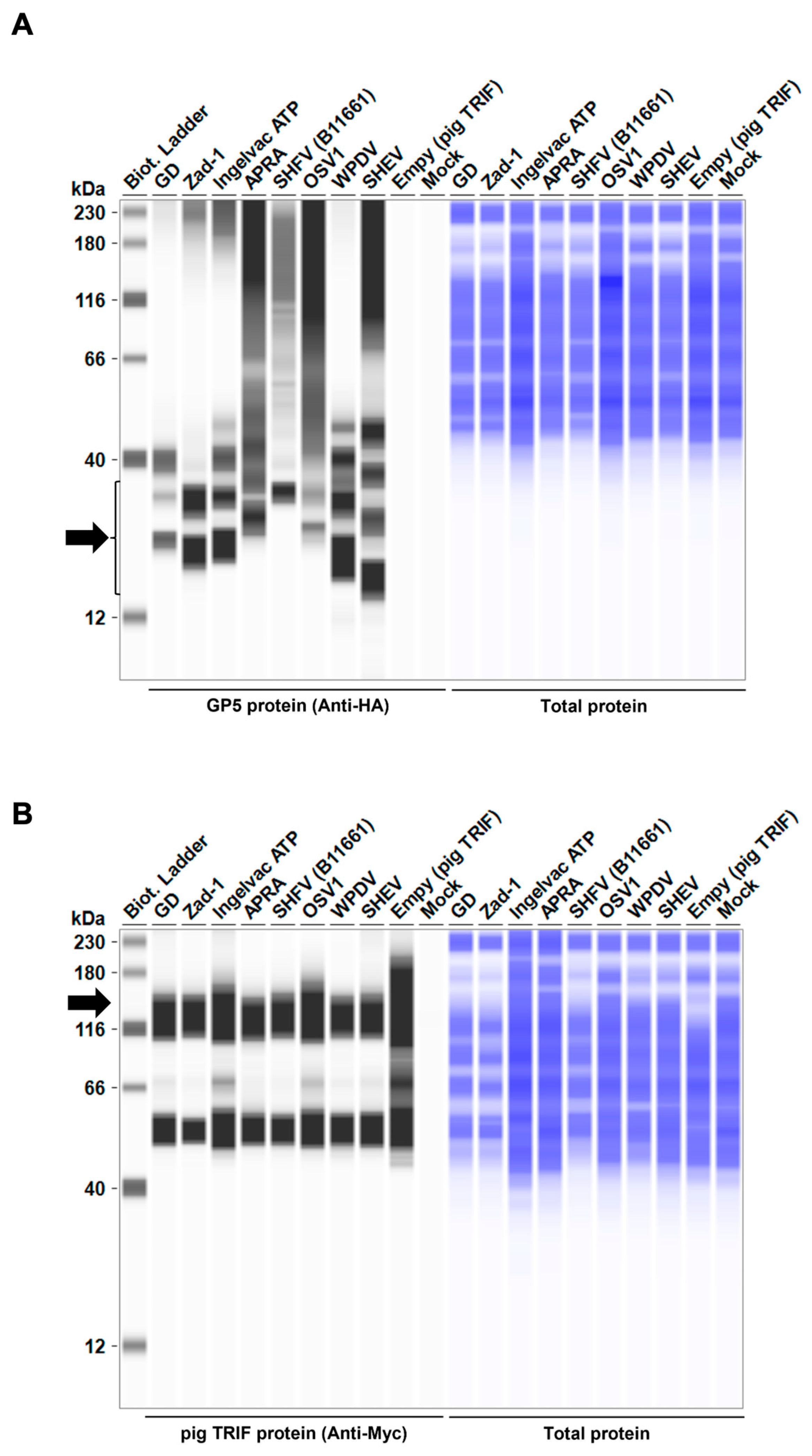Viruses 16 01240 g007a
