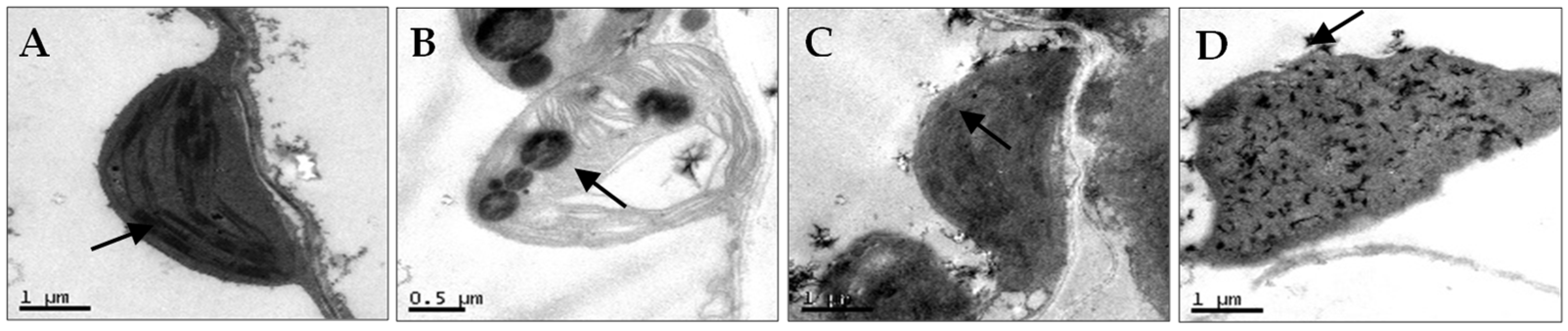 Viruses 16 01255 g002